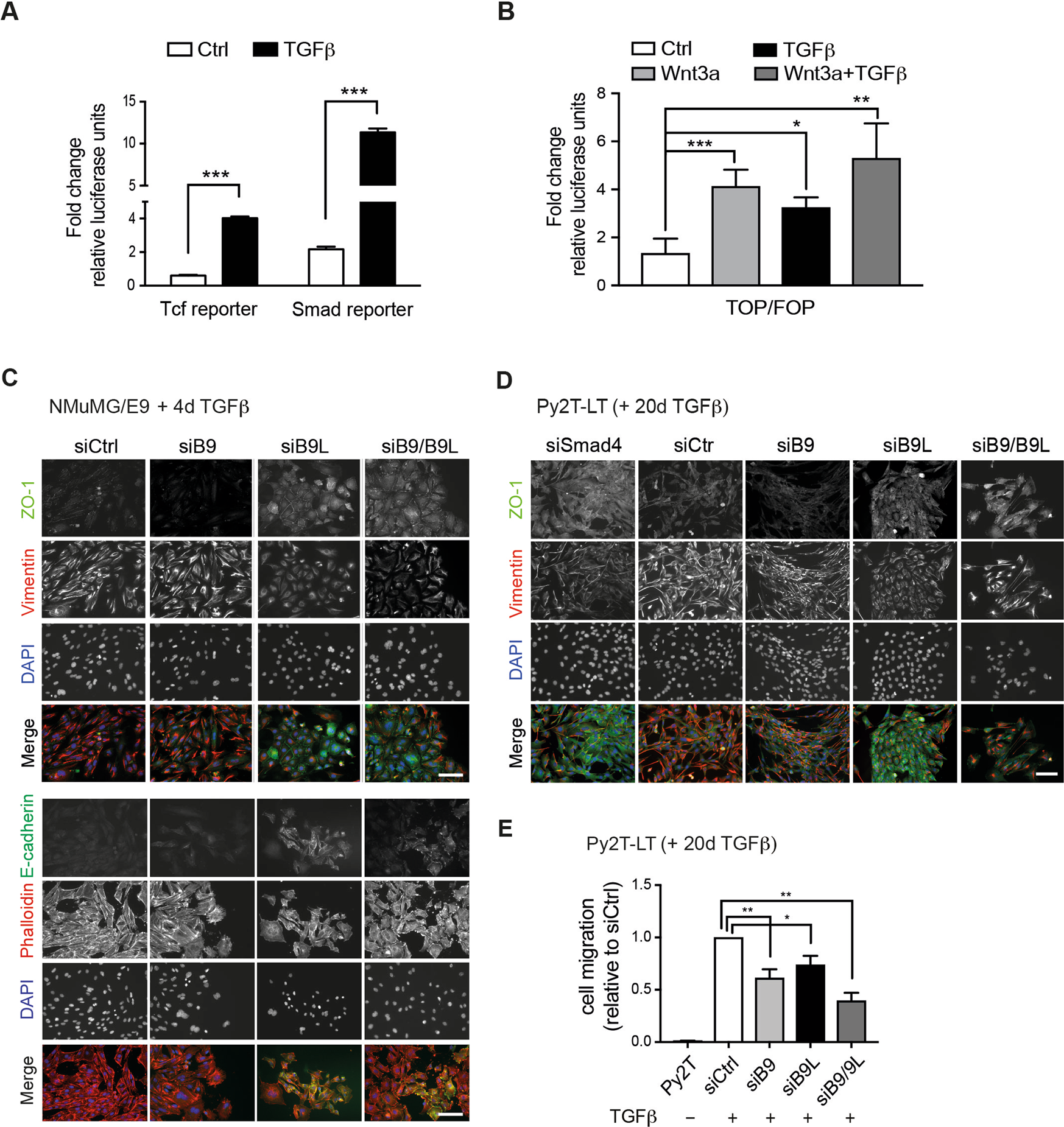 The interactions of Bcl9/Bcl9L with β-catenin and Pygopus promote breast  cancer growth, invasion, and metastasis | Oncogene