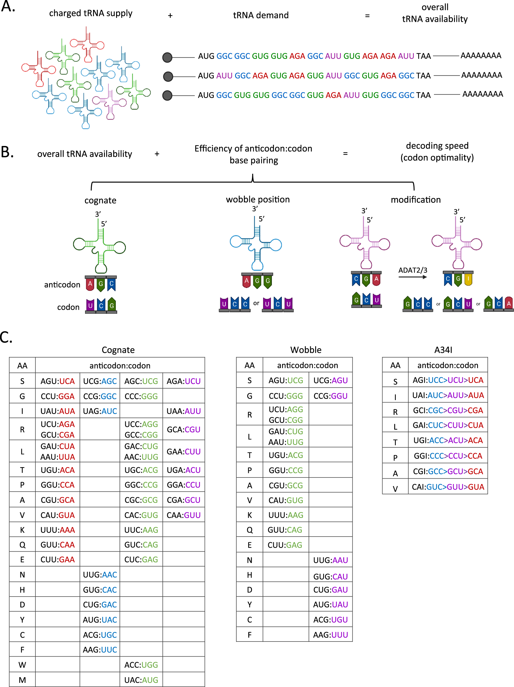 Codon Optimality In Cancer Oncogene