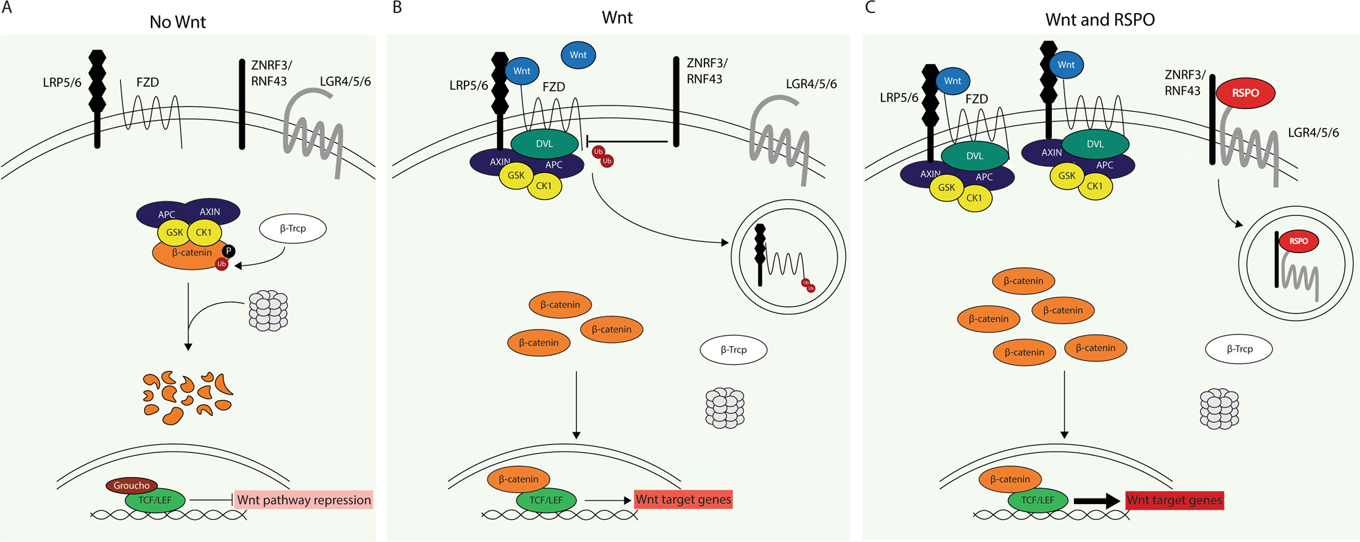 The Role Of R Spondin Proteins In Cancer Biology Oncogene