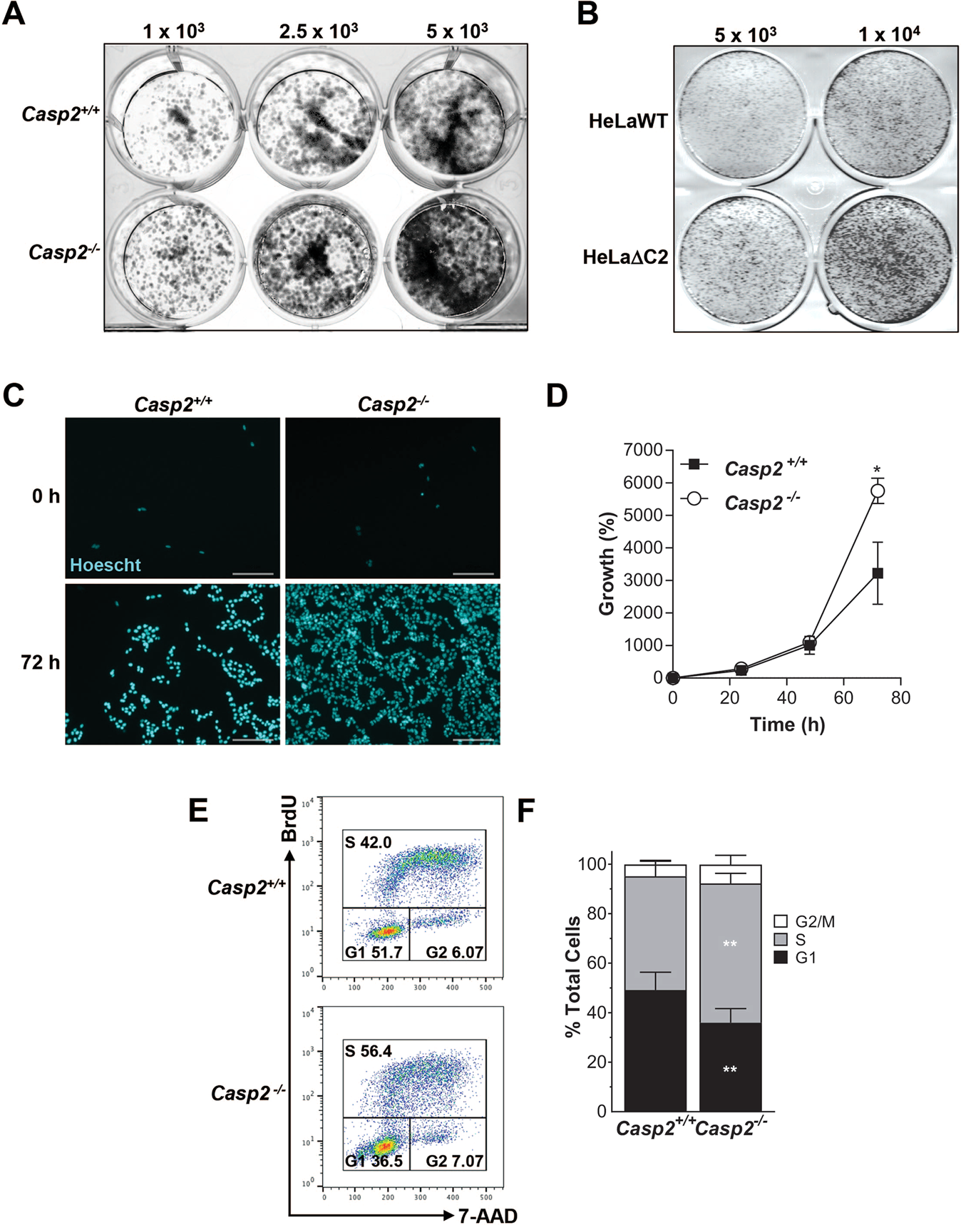 Anti-Oct-4 Antibody, clone 10H11.2 clone 10H11.2, Chemicon®, from