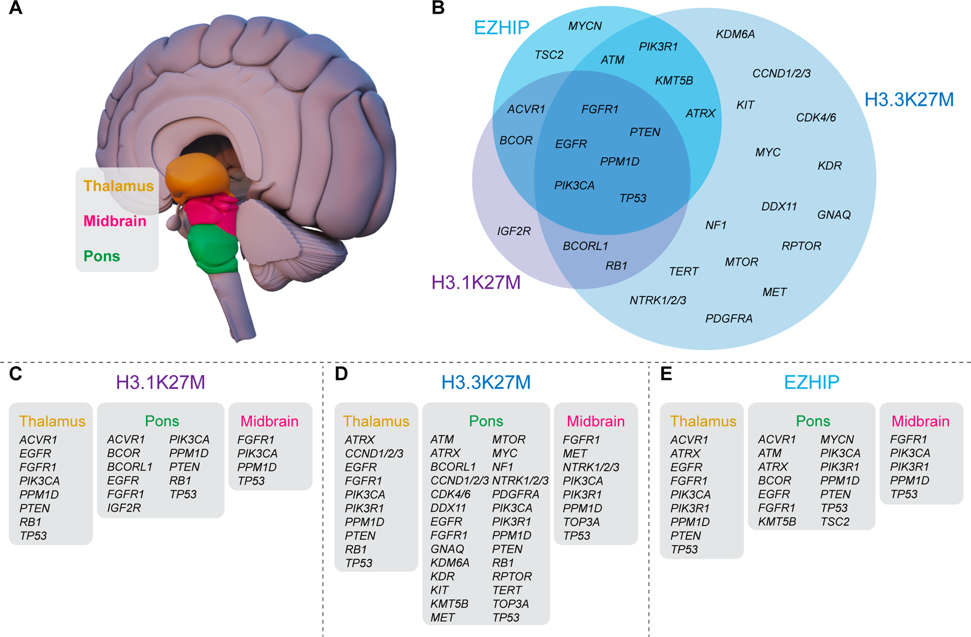 Fig. 2: H3-altered diffuse midline glioma recurrent somatic mutations associated with each midline localization.