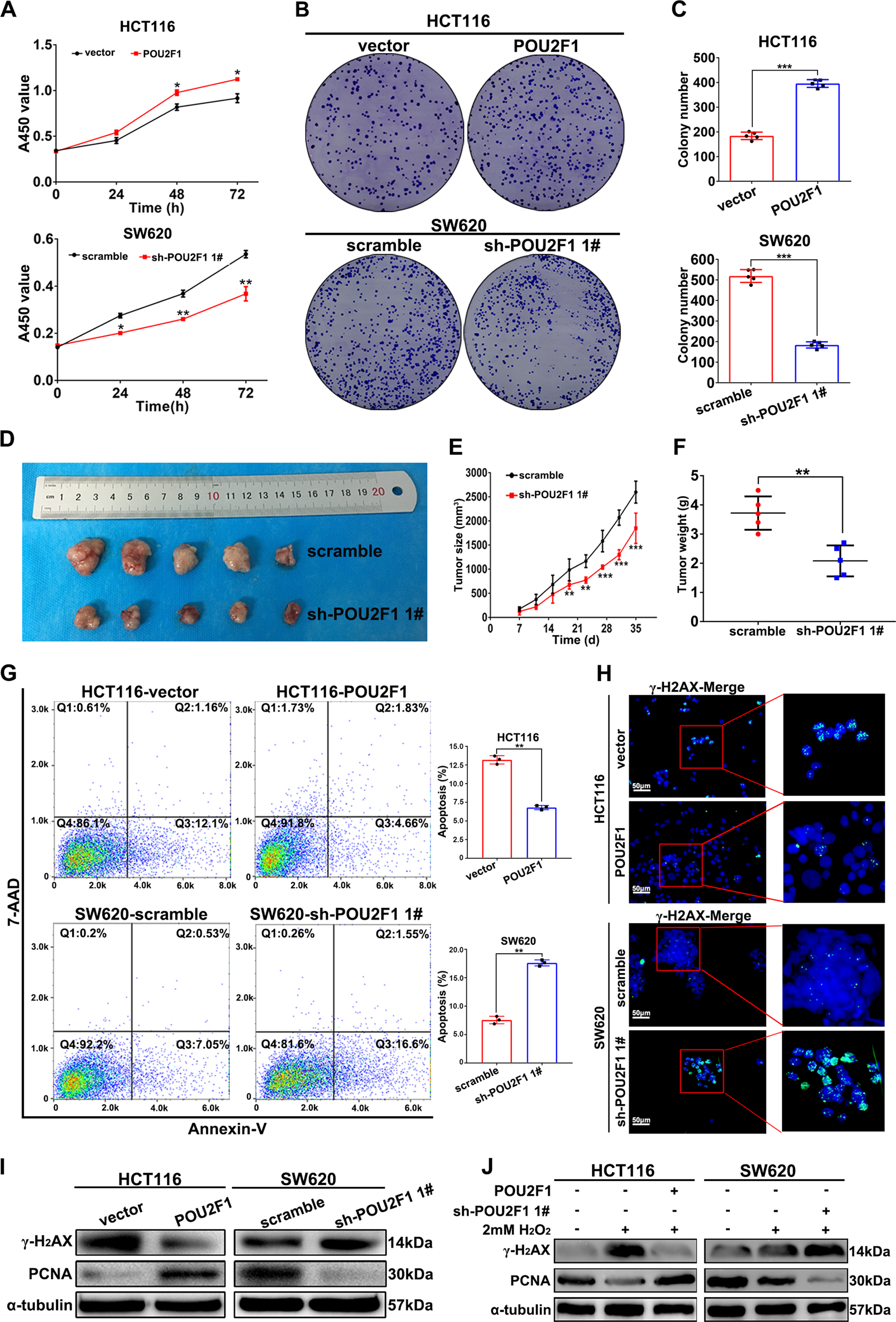 Fig. 2: POU2F1 promotes the growth and inhibits the apoptosis of colon cancer cells.