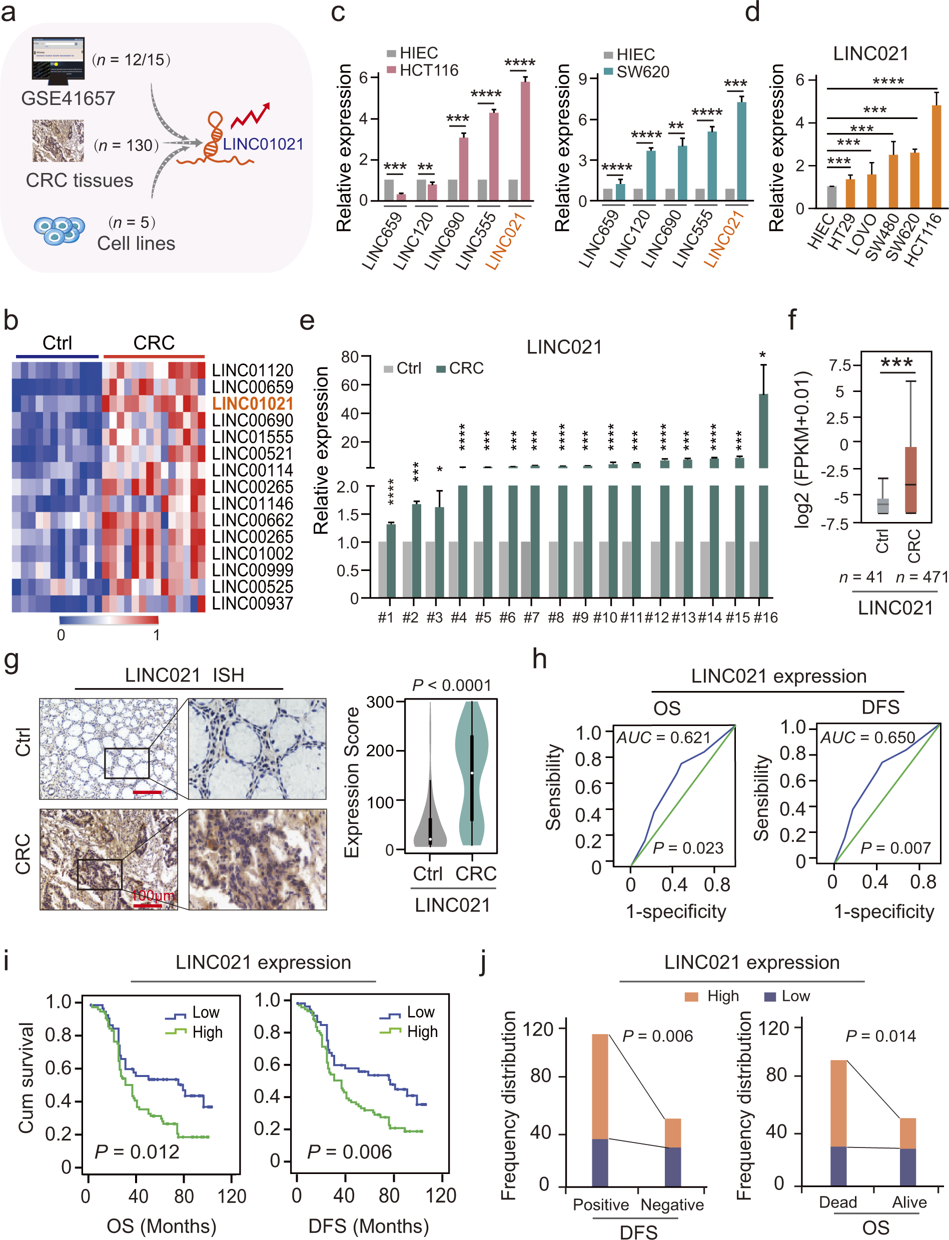 LINC01021 maintains tumorigenicity by enhancing N6-methyladenosine reader  IMP2 dependent stabilization of MSX1 and JARID2: implication in colorectal  cancer | Oncogene