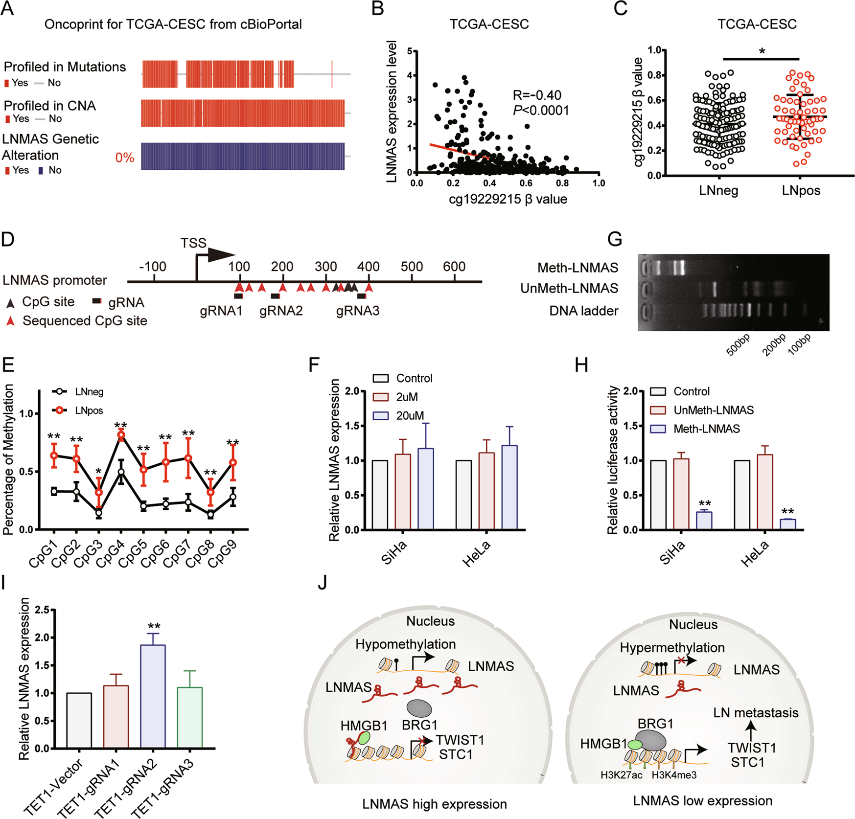 Fig. 7: LNMAS expression is determined by the DNA methylation status in the promoter.