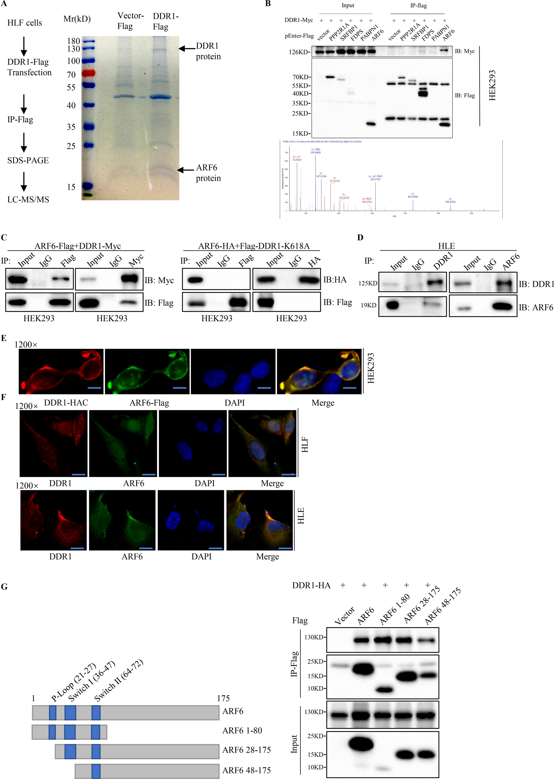 Fig. 2: DDR1 physically interacts and colocalized with ARF6.