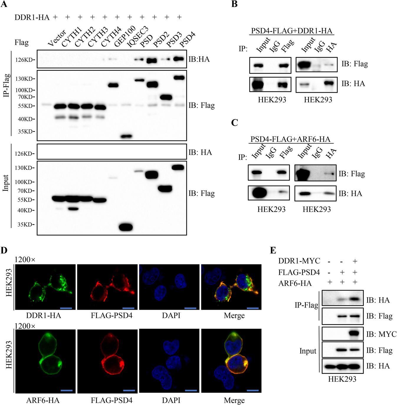 Fig. 6: DDR1 recruits PSD4 to activating ARF6.