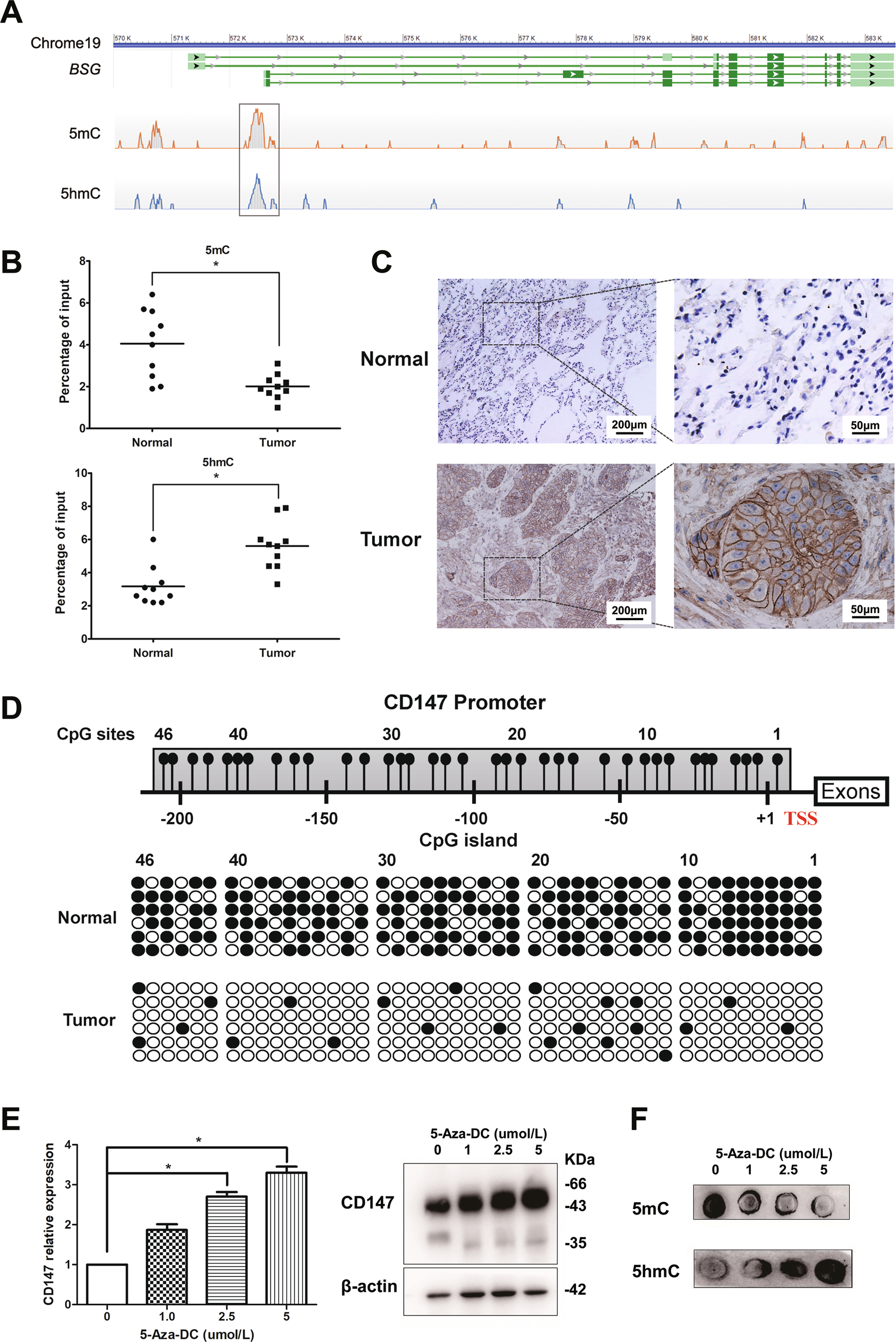 Active demethylation upregulates CD147 expression promoting non-small cell  lung cancer invasion and metastasis | Oncogene
