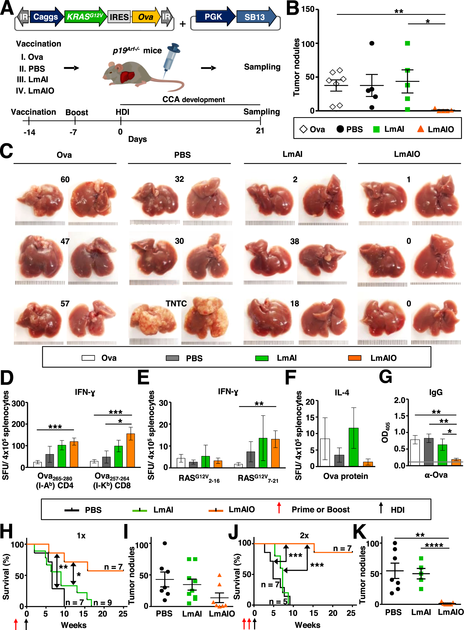 Fig. 5: Prophylactic vaccination with live-attenuated LmAIO induces strong tumor-specific Th1 immune responses, a pronounced reduction of tumor-specific IgG, decrease in CCA tumor burden and prolonged survival of vaccinated animals.