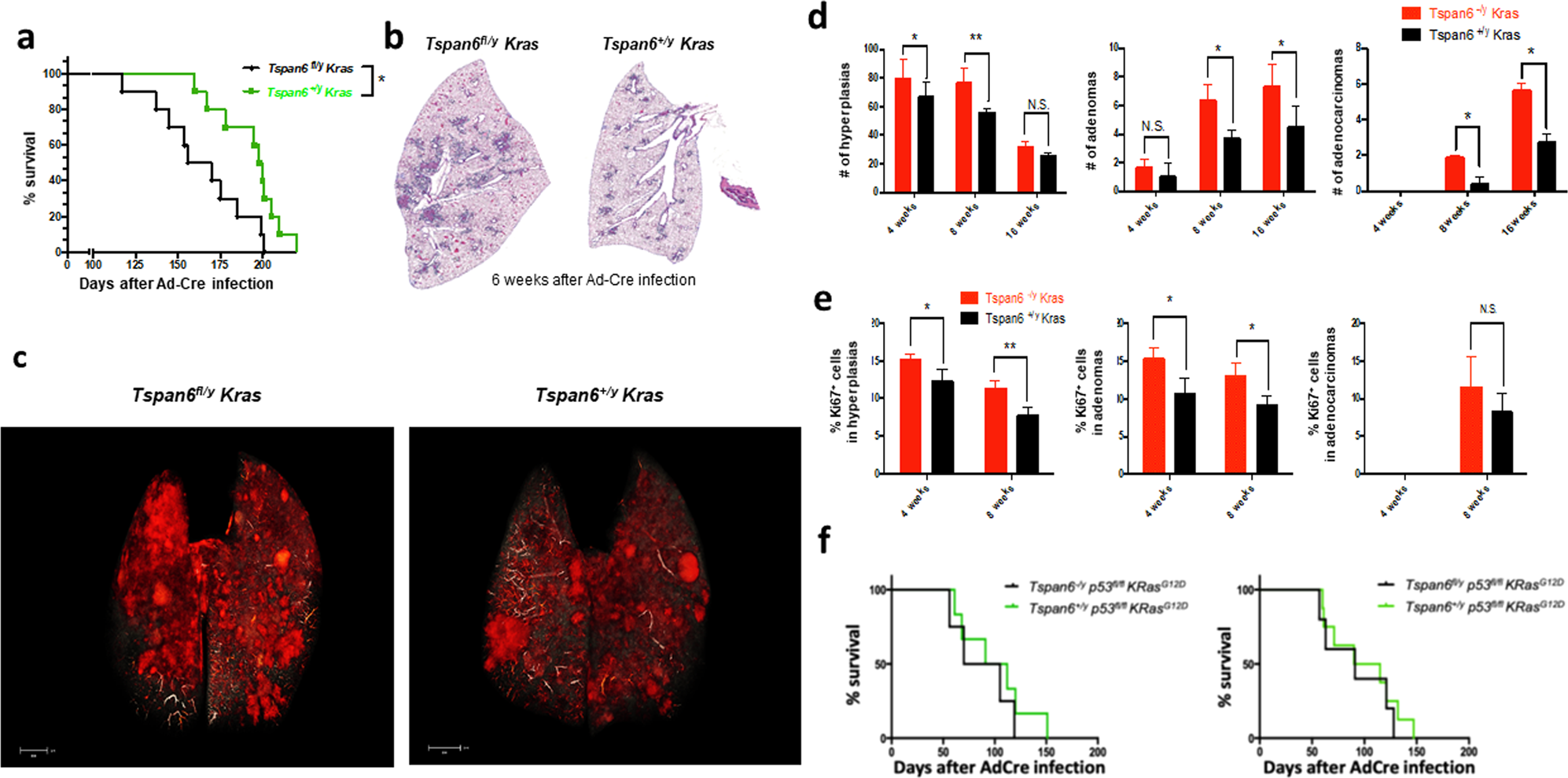 Fig. 6: TSPAN6 has tumor cell-intrinsic functions.