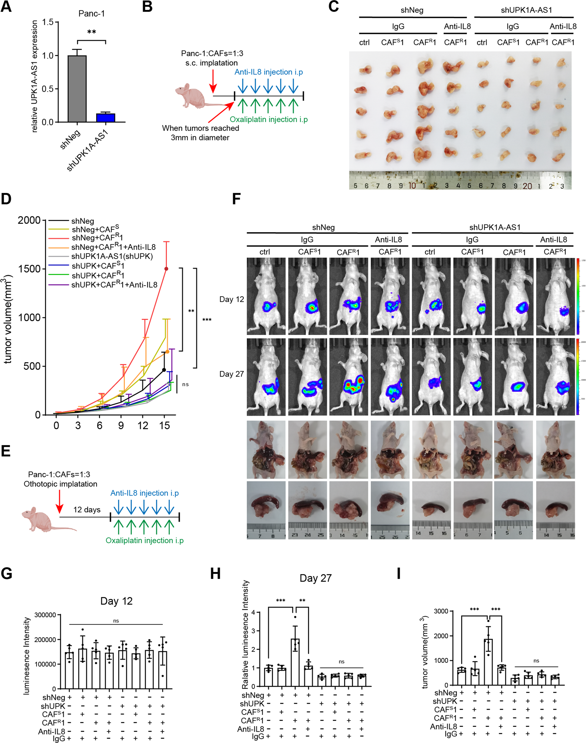 Fig. 5: UPK1A-AS1 regulated CAFR-induced oxaliplatin resistance in vivo.