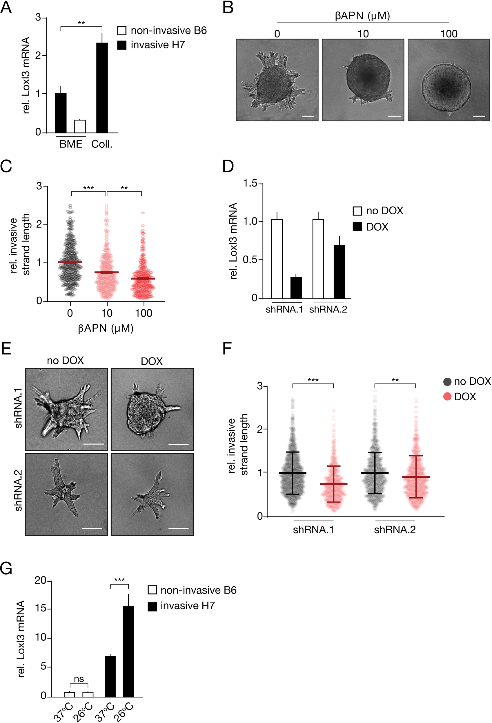 Fig. 5: Lysyl oxidase-like 3 (Loxl3) modulates local collagen stiffness to promote collective invasion.