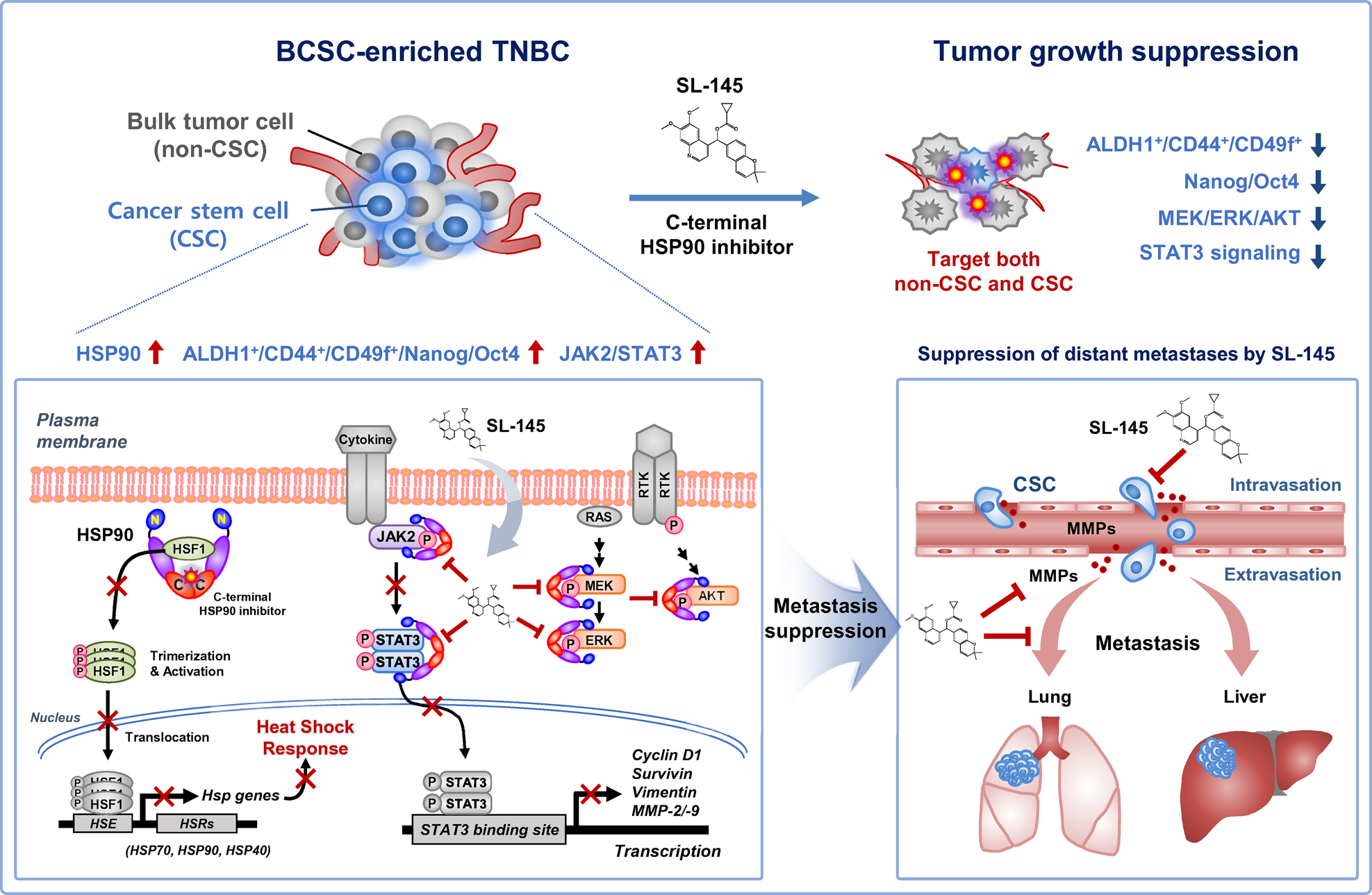 Fig. 4: Hypothetical model illustrating the multiple actions of SL-145 on TNBC tumor growth and metastasis.