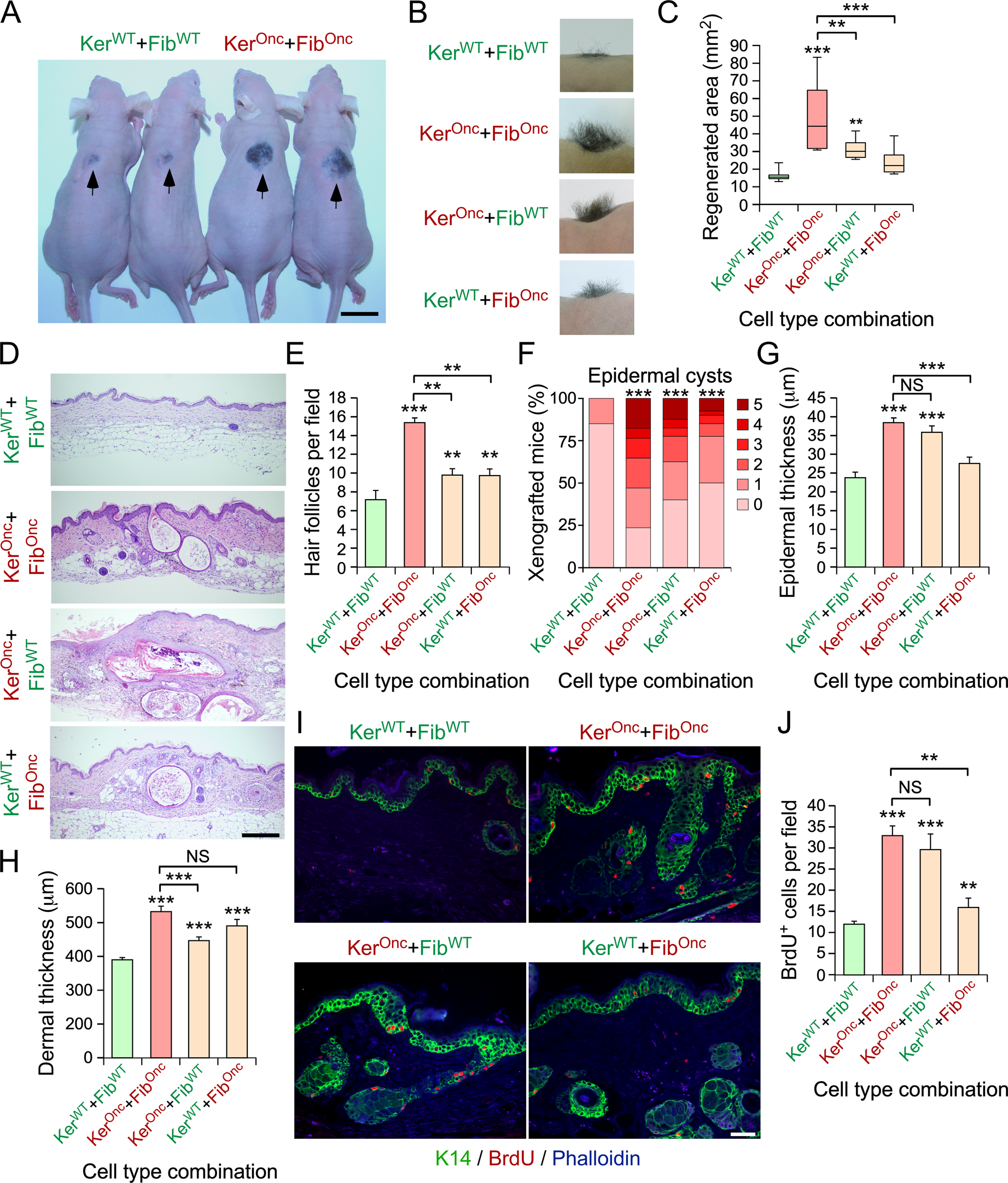 Fig. 3: The Vav-dependent skin phenotype is mostly keratinocyte-autonomous.