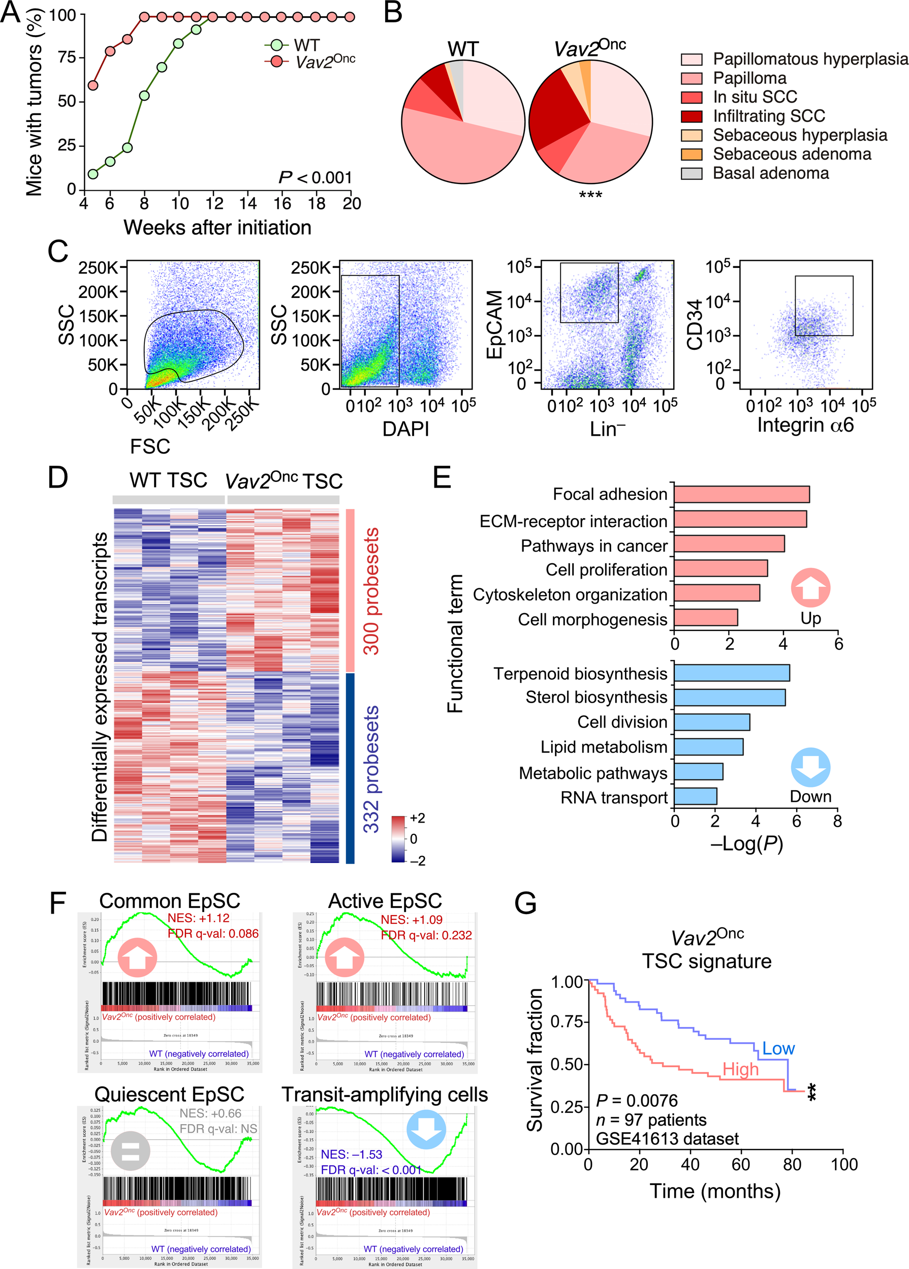 Fig. 5: Impact of Vav2Onc catalysis-dependent signaling in tumor stem cells.