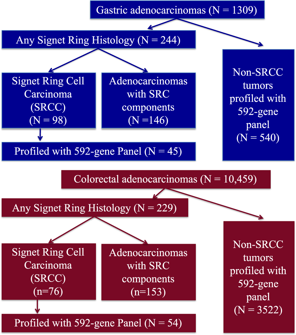 Molecular profiling of signet-ring-cell carcinoma (SRCC) from the stomach  and colon reveals potential new therapeutic targets | Oncogene