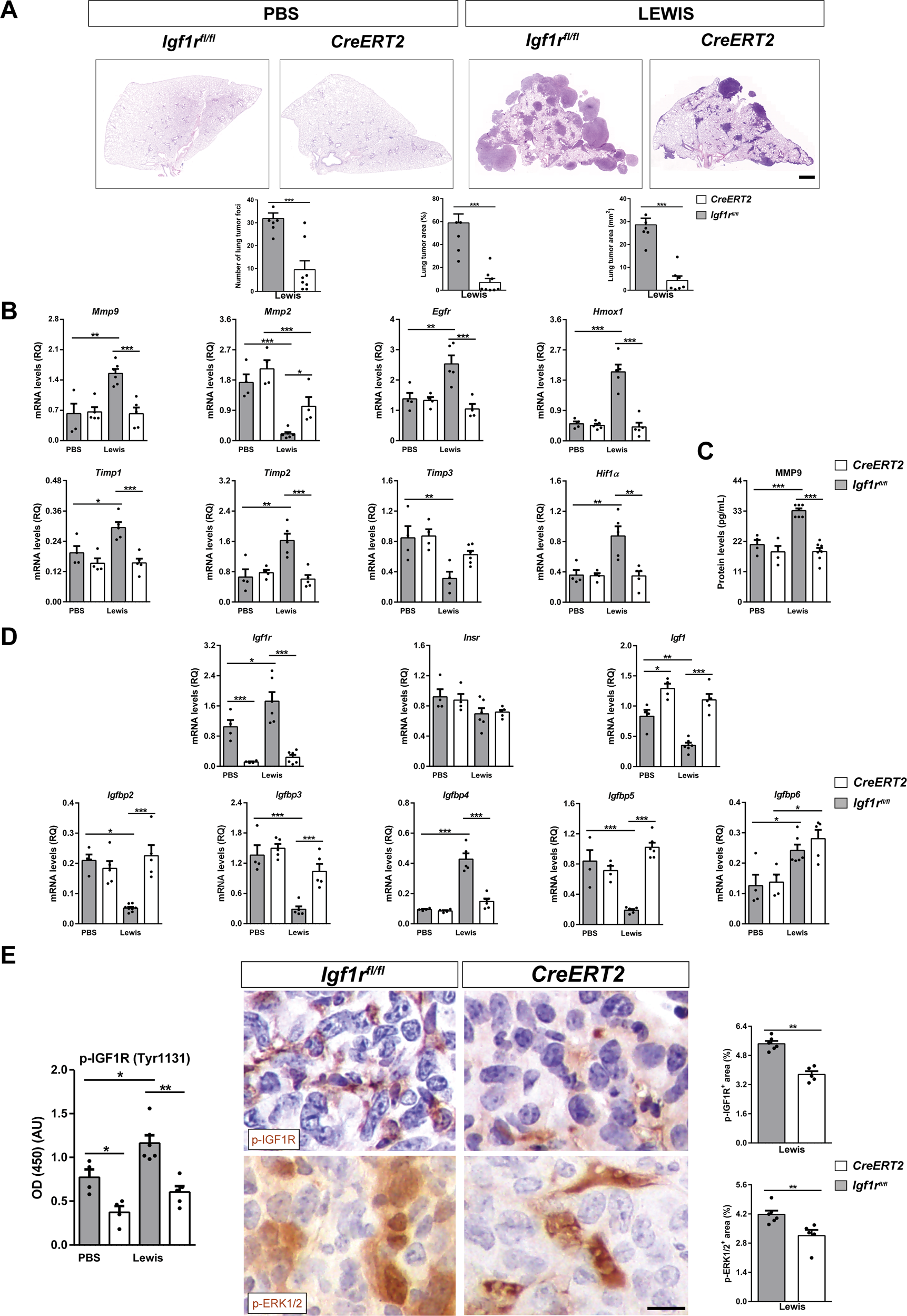 Fig. 4: Reduced tumor burden and decreased expression of metastasis markers, p-IGF1R and p-ERK1/2, as well as changes in IGF system gene expression in lungs of IGF1R-deficient mice.