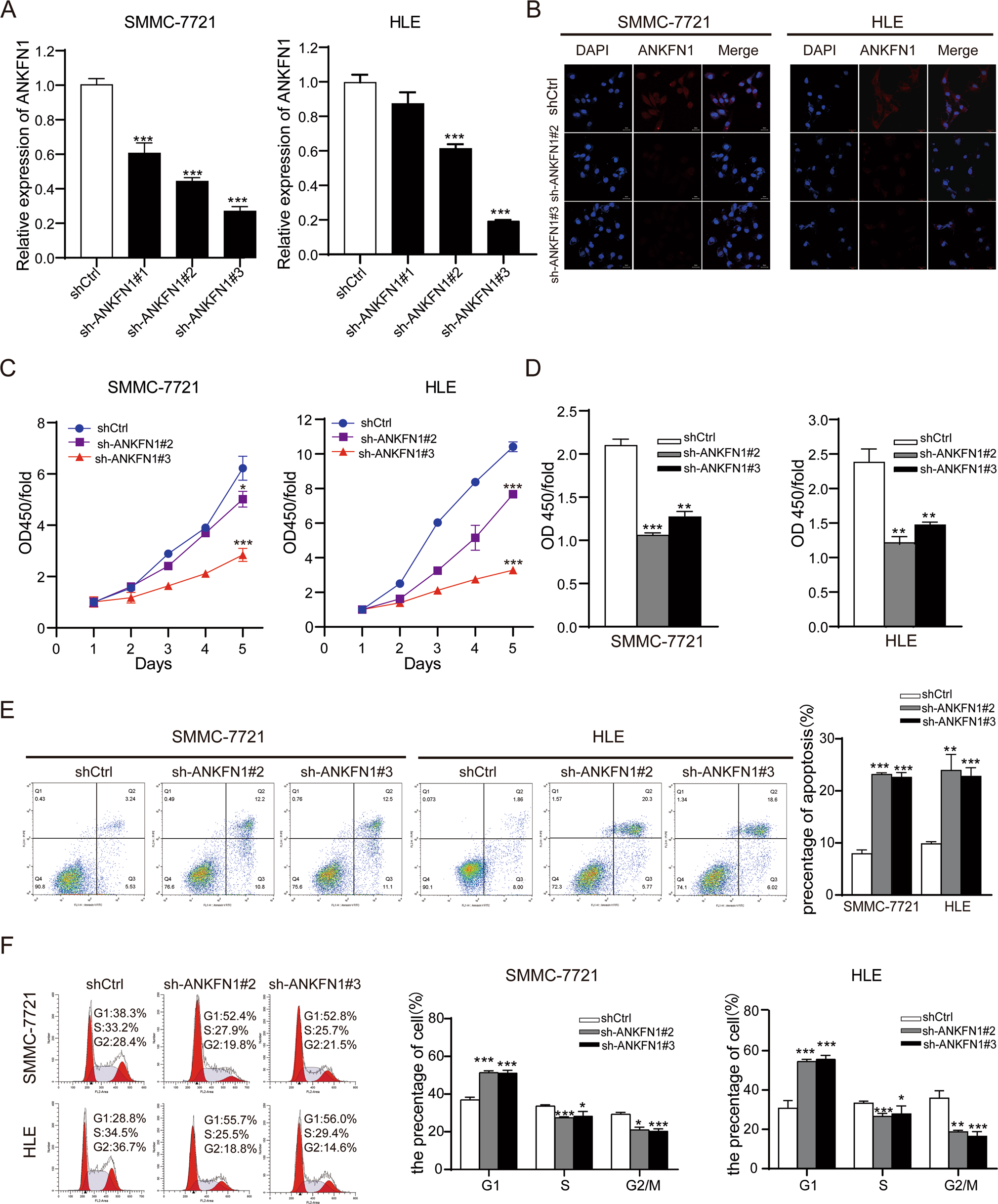 Fig. 2: Knockdown of ANKFN1 suppressed HCC cell growth through induction of G1-S cell cycle arrest and cell apoptosis.