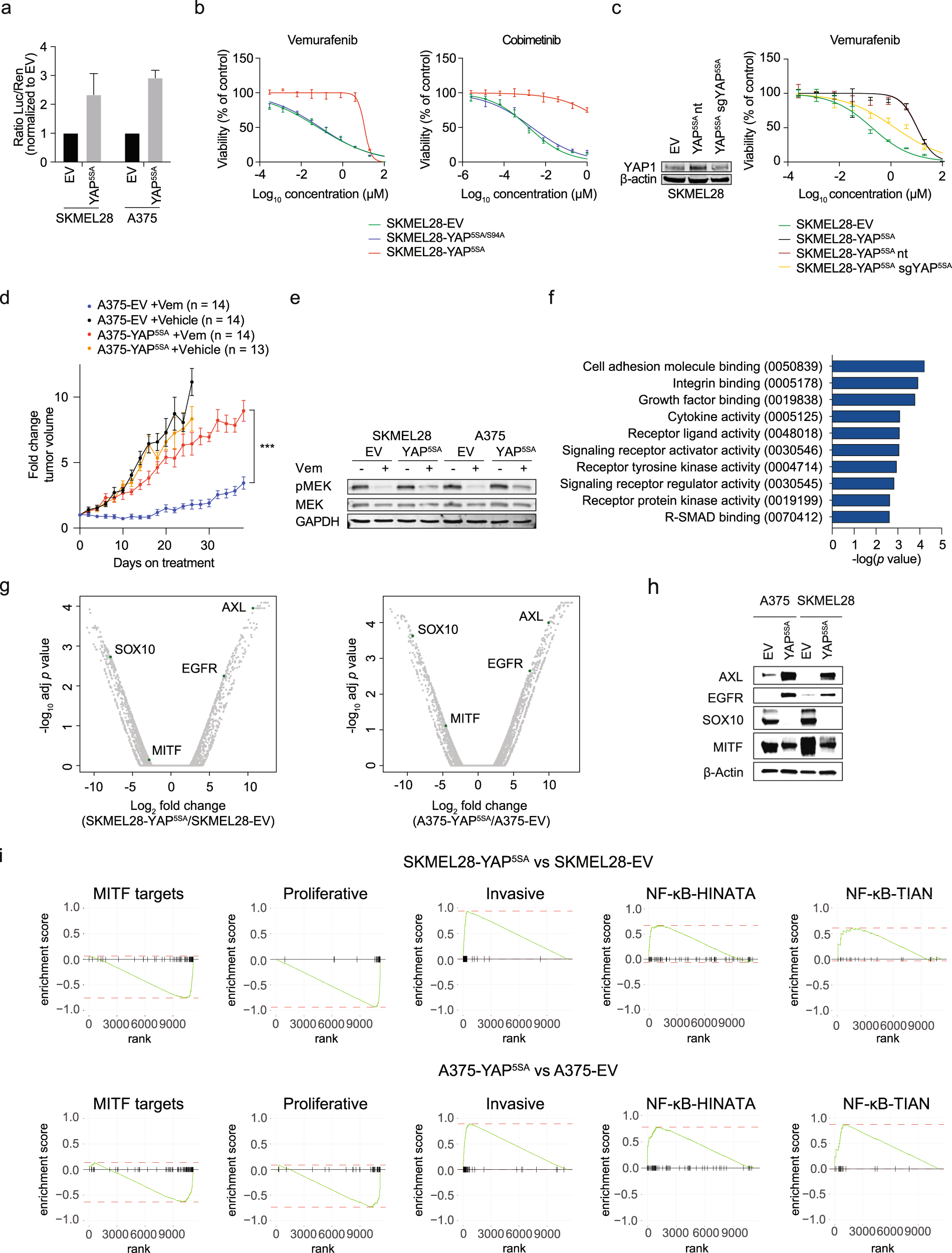 Fig. 1: YAP1 confers MAPK pathway inhibitor resistance and induces the MITFlow/AXLhigh phenotype.
