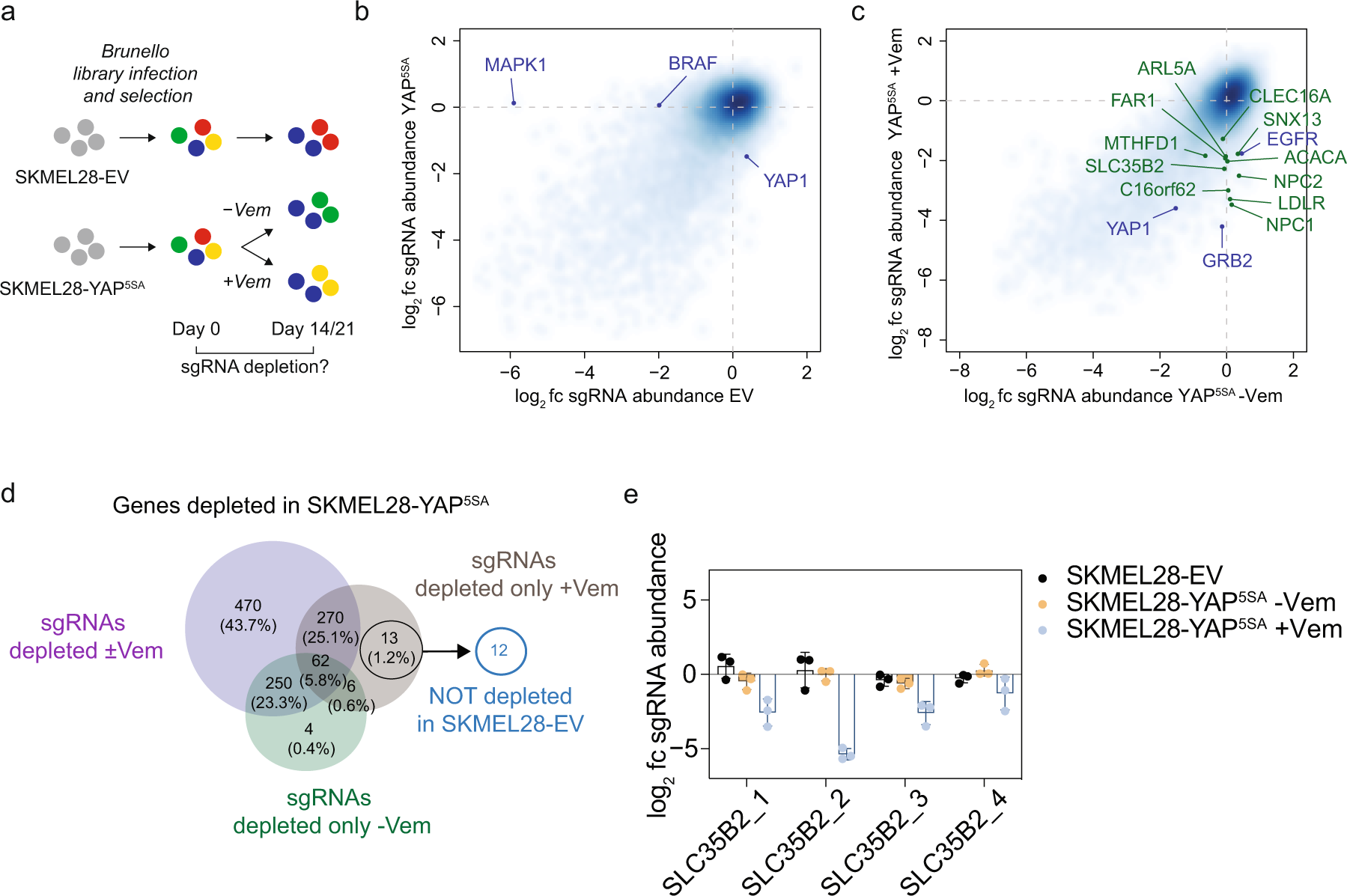 Fig. 3: A genome-wide CRISPR/Cas9 screen identifies genetic dependencies of melanoma cells with high YAP1 activity.