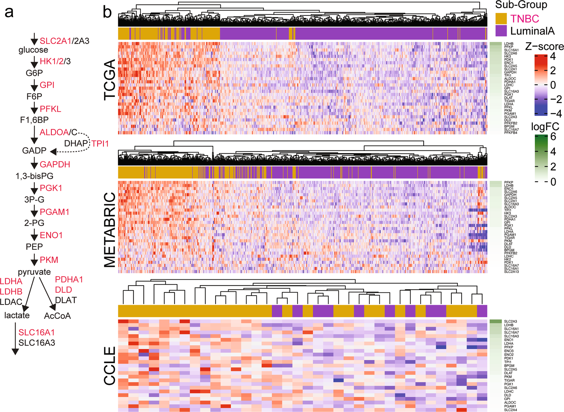 Fig. 7: Glycolytic enzymes are enriched in TNBC samples.