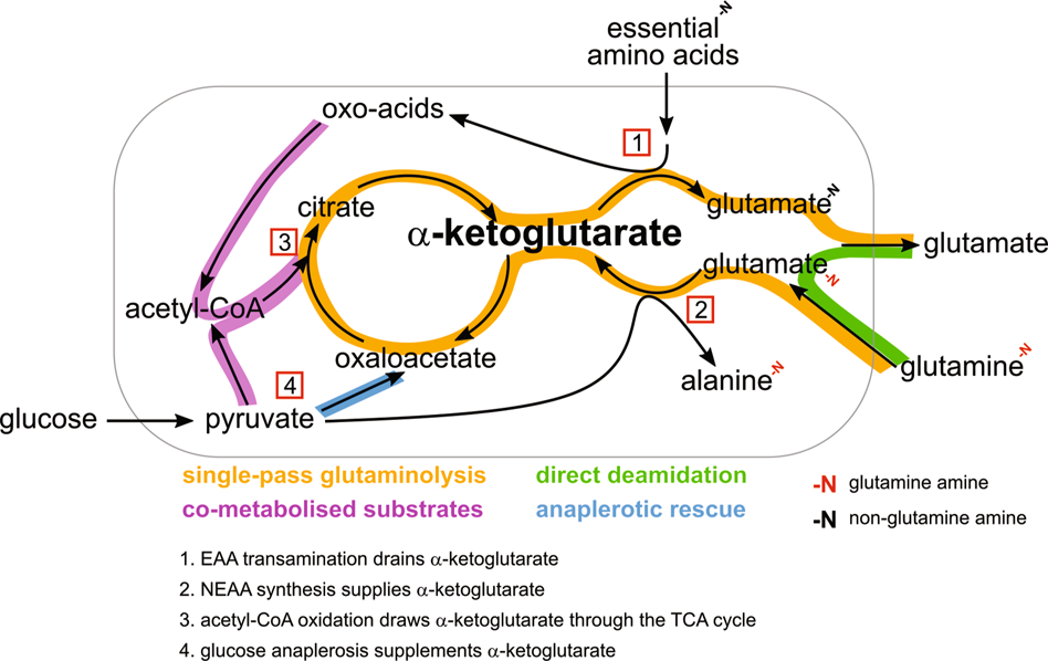 Fig. 8: A push and pull pathway model to explain high glutaminolysis flux in TNBC.