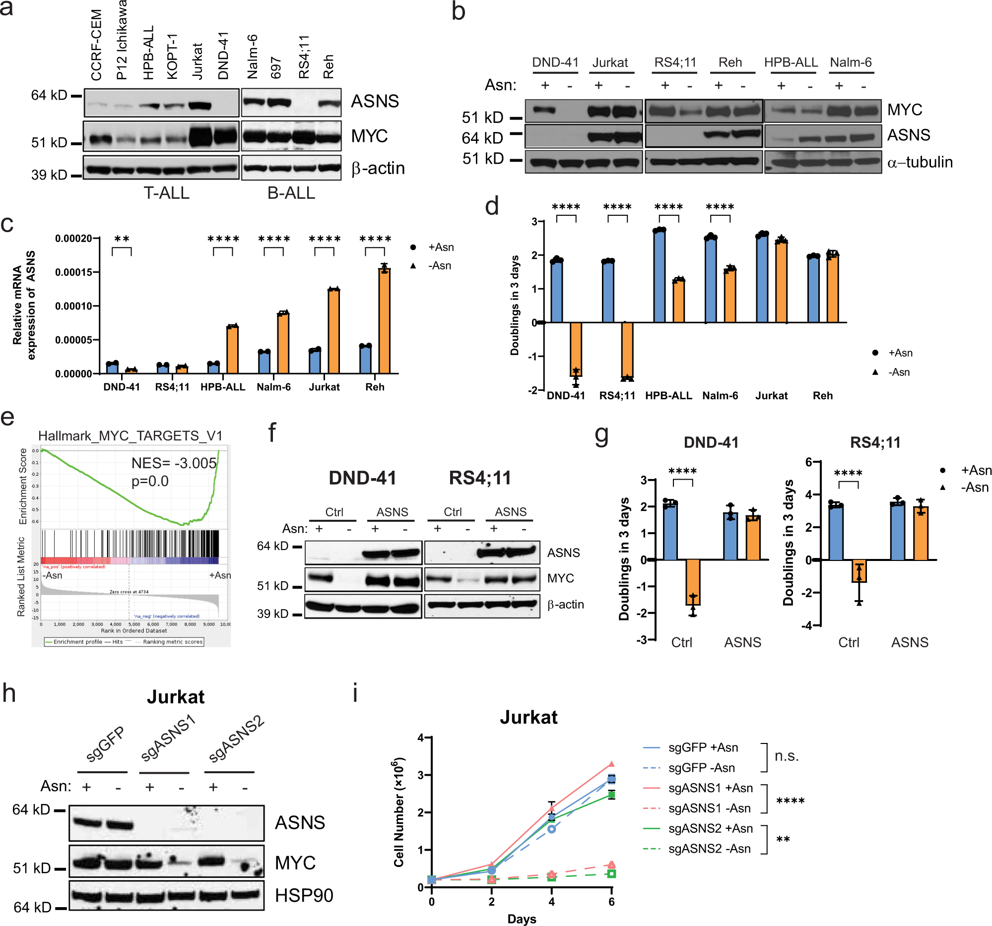 Asparagine bioavailability regulates the translation of MYC oncogene |  Oncogene