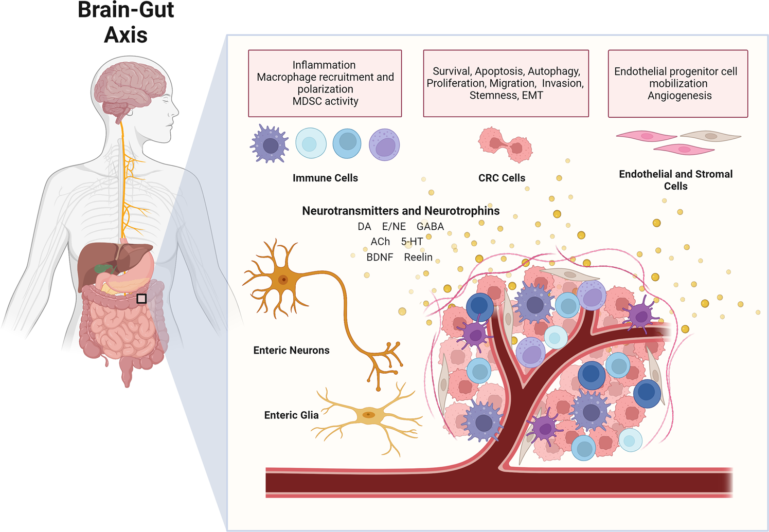 Frontiers  P2RY12-Inhibitors Reduce Cancer-Associated Thrombosis and Tumor  Growth in Pancreatic Cancers