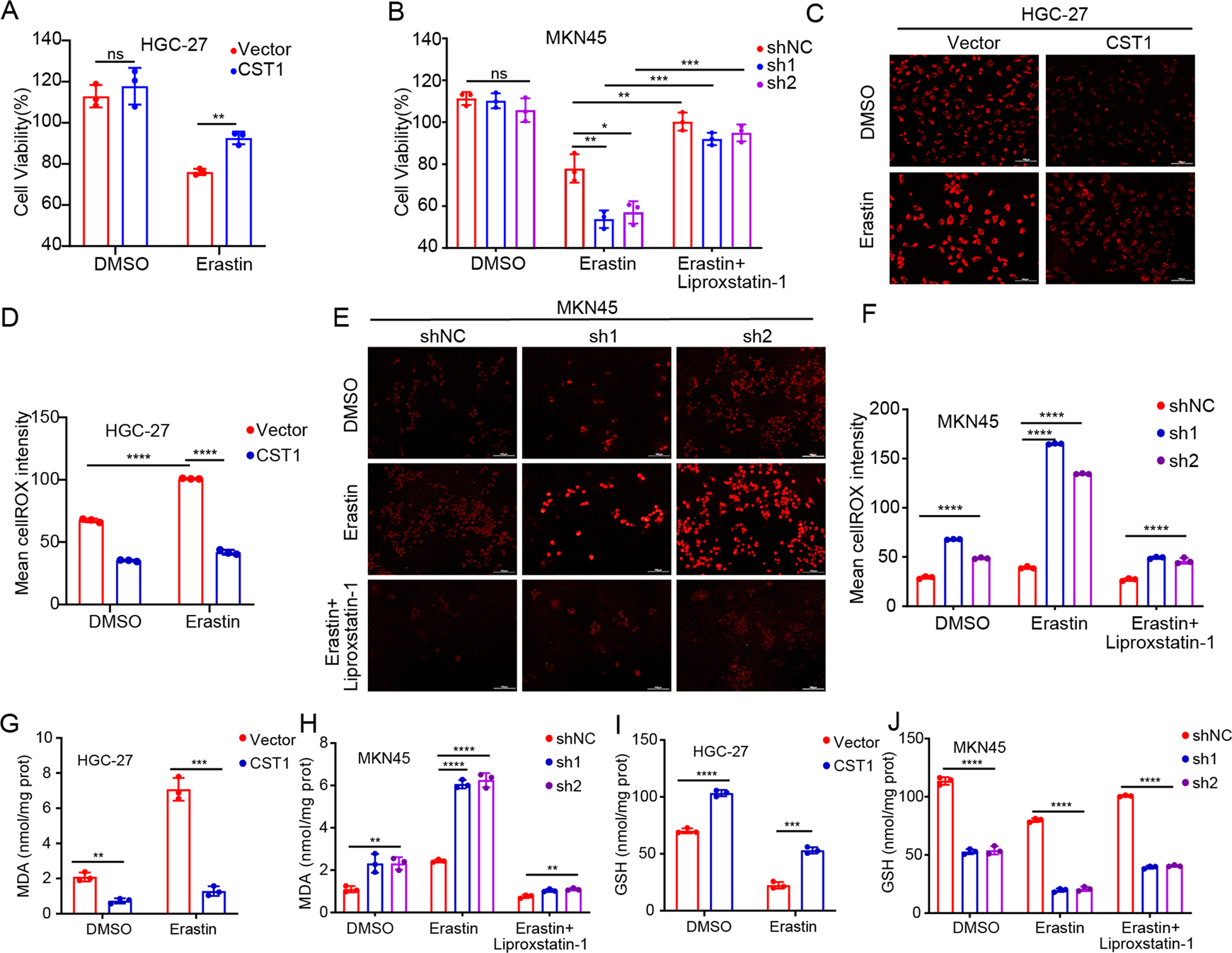 Fig. 5: CST1 reduces intracellular ROS and inhibits ferroptosis through GPX4.