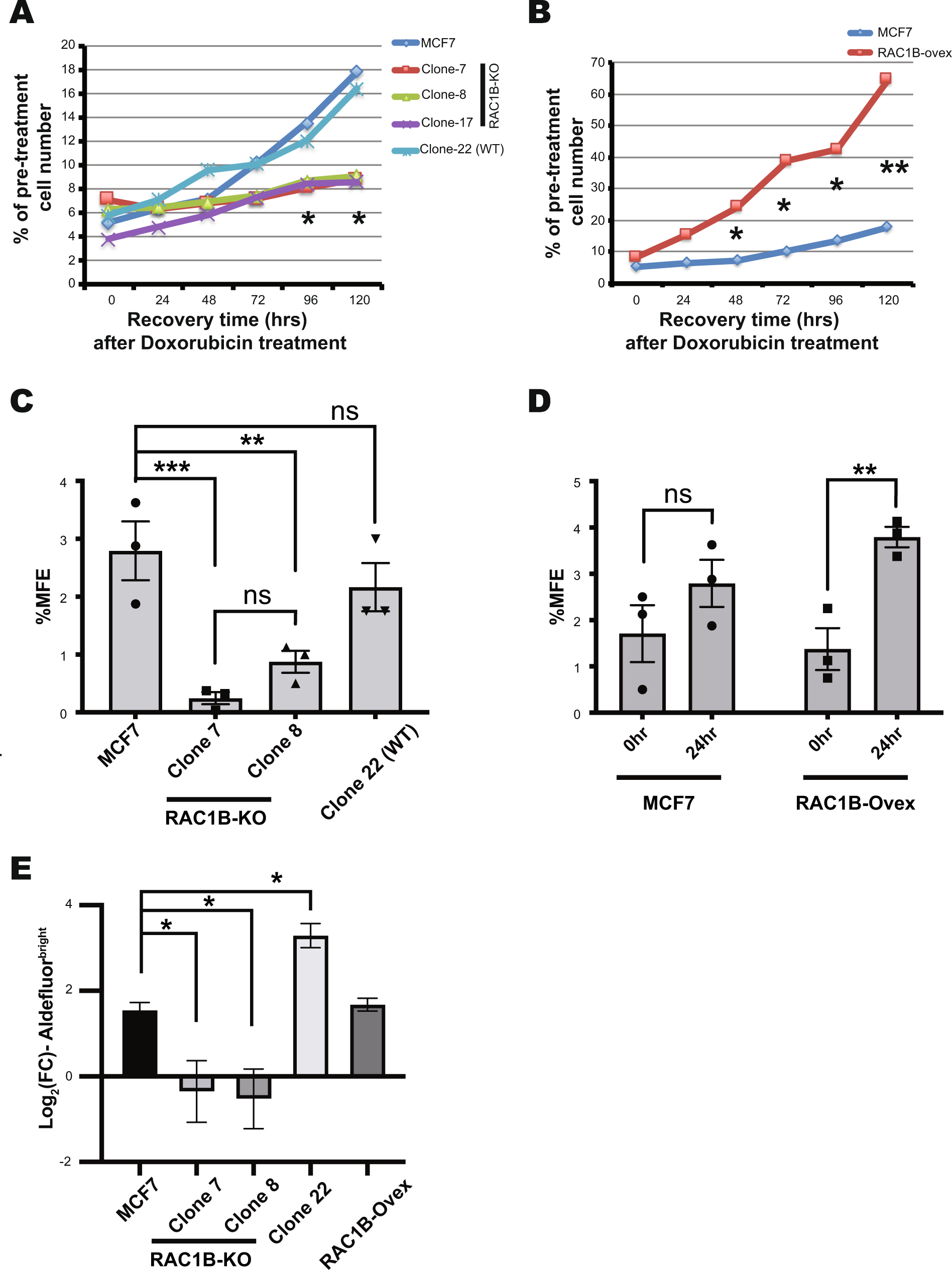 Fig. 3: RAC1B function is essential for the BCSC maintenance in response to doxorubicin treatment in MCF7 cells.