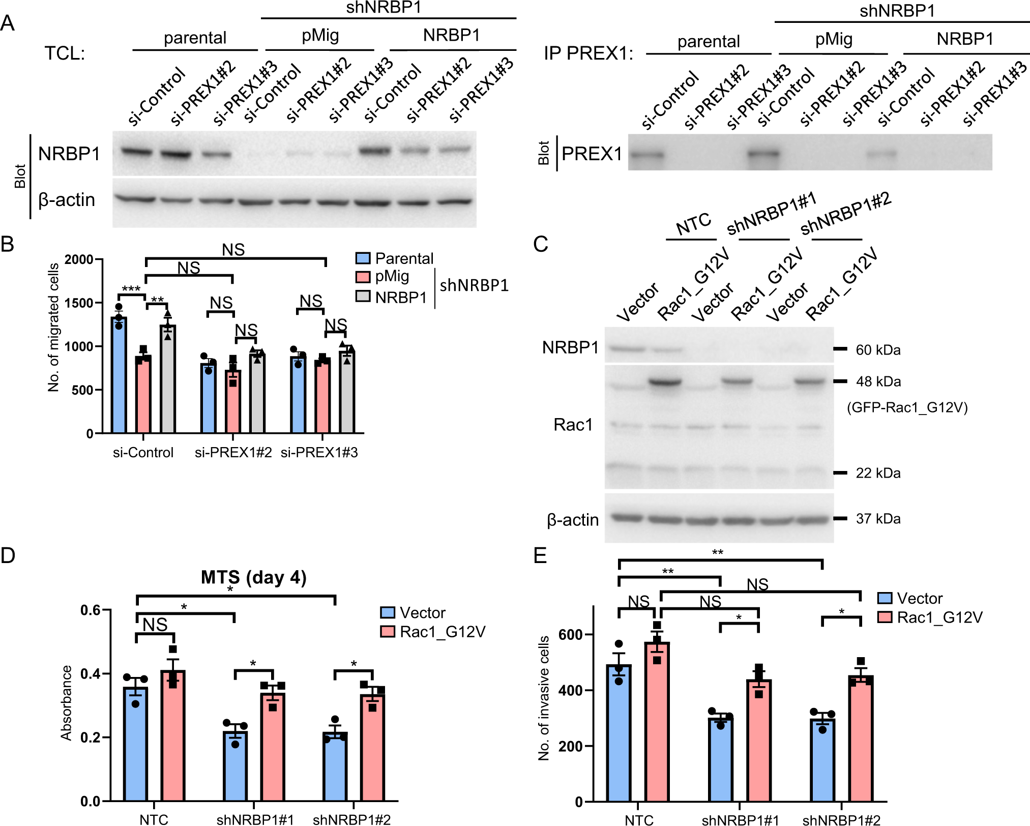 Fig. 7: The P-Rex1/Rac1 axis plays essential roles in cellular functions regulated by NRBP1.