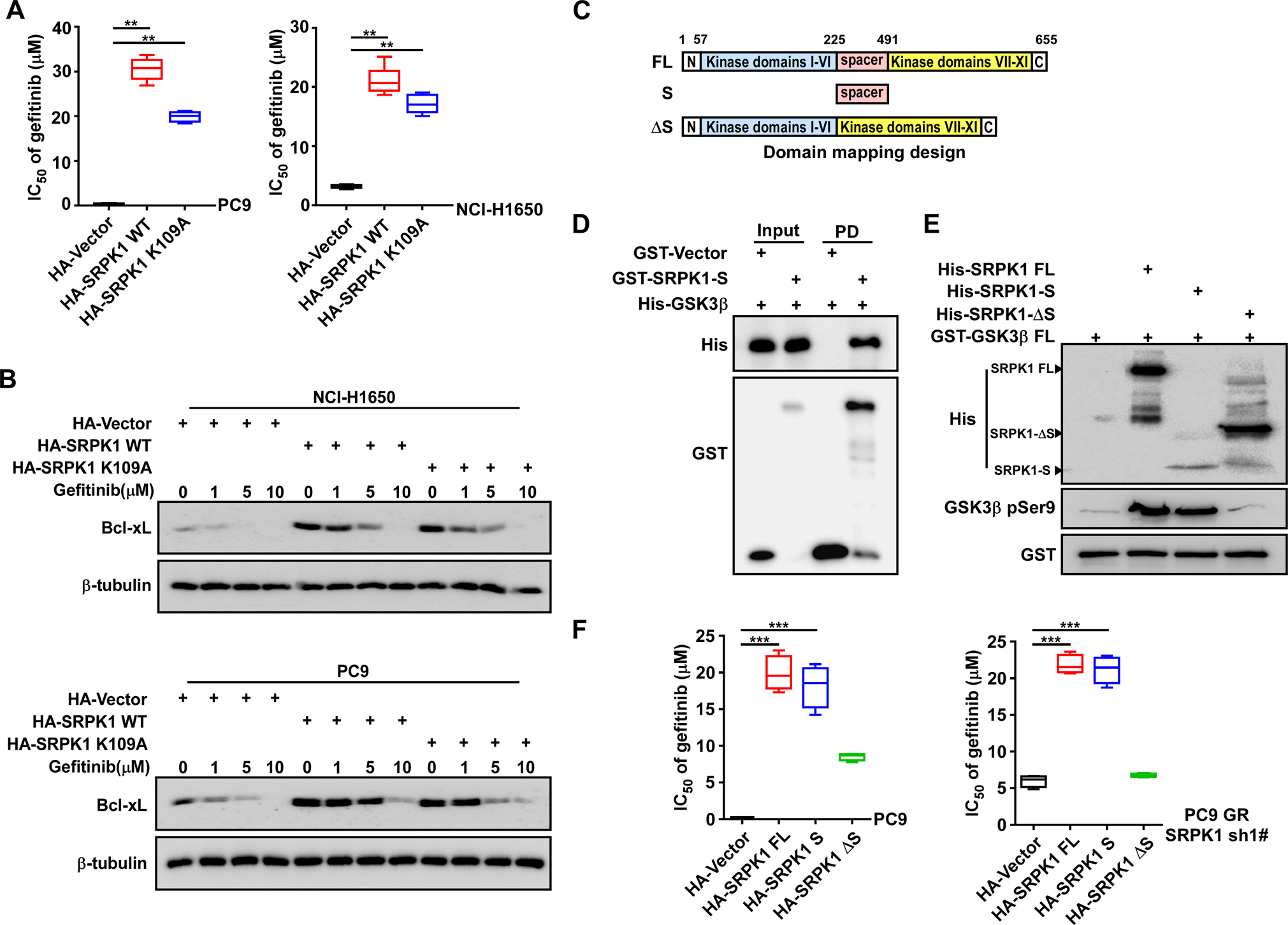 Fig. 5: SRPK1 spacer domain is required for gefitinib resistance, while kinase activity is not.