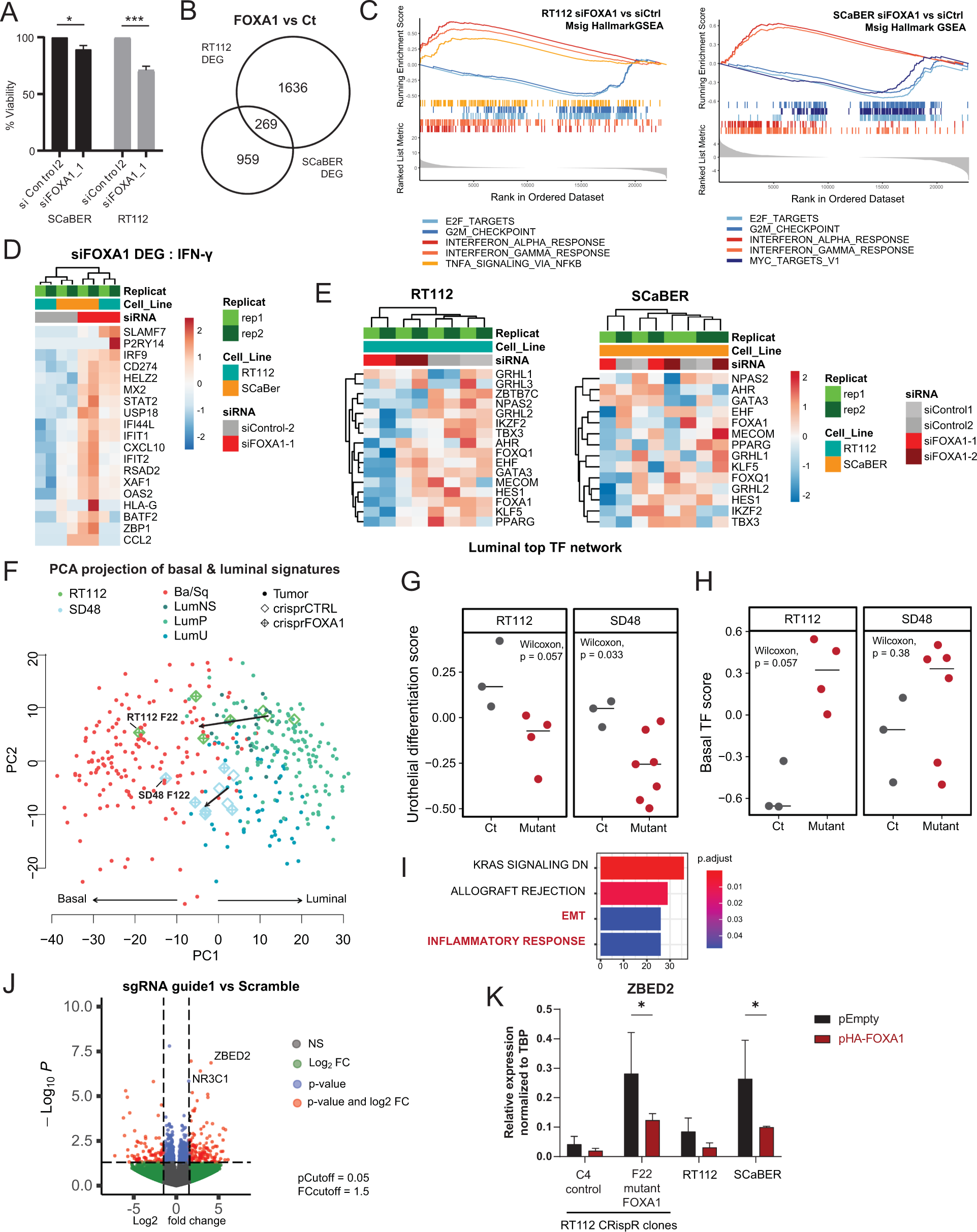 Fig. 6: FOXA1 regulates inflammation and cellular identity.