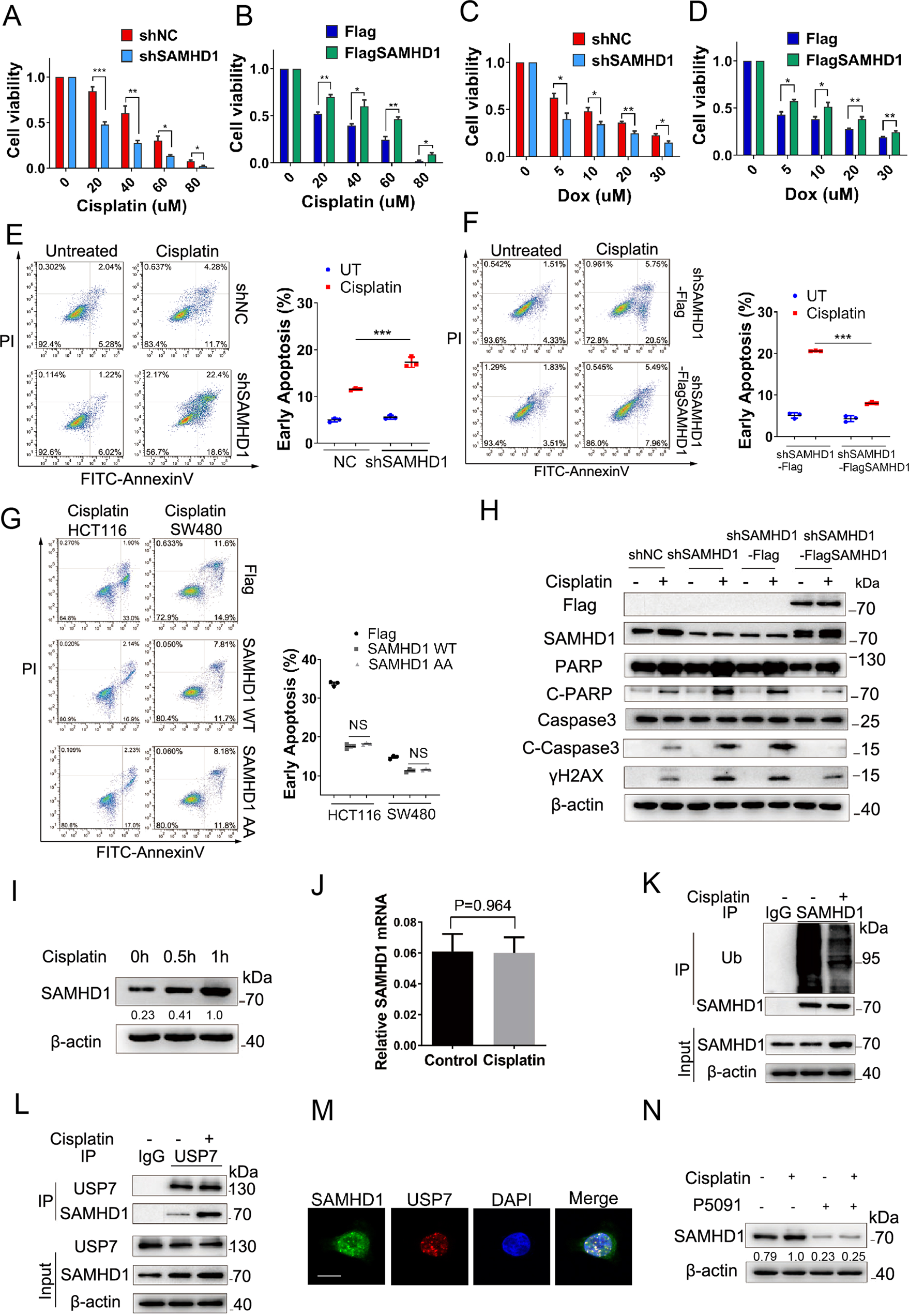 Fig. 4: SAMHD1 increases cell survival and reduces apoptosis under genotoxic insults.