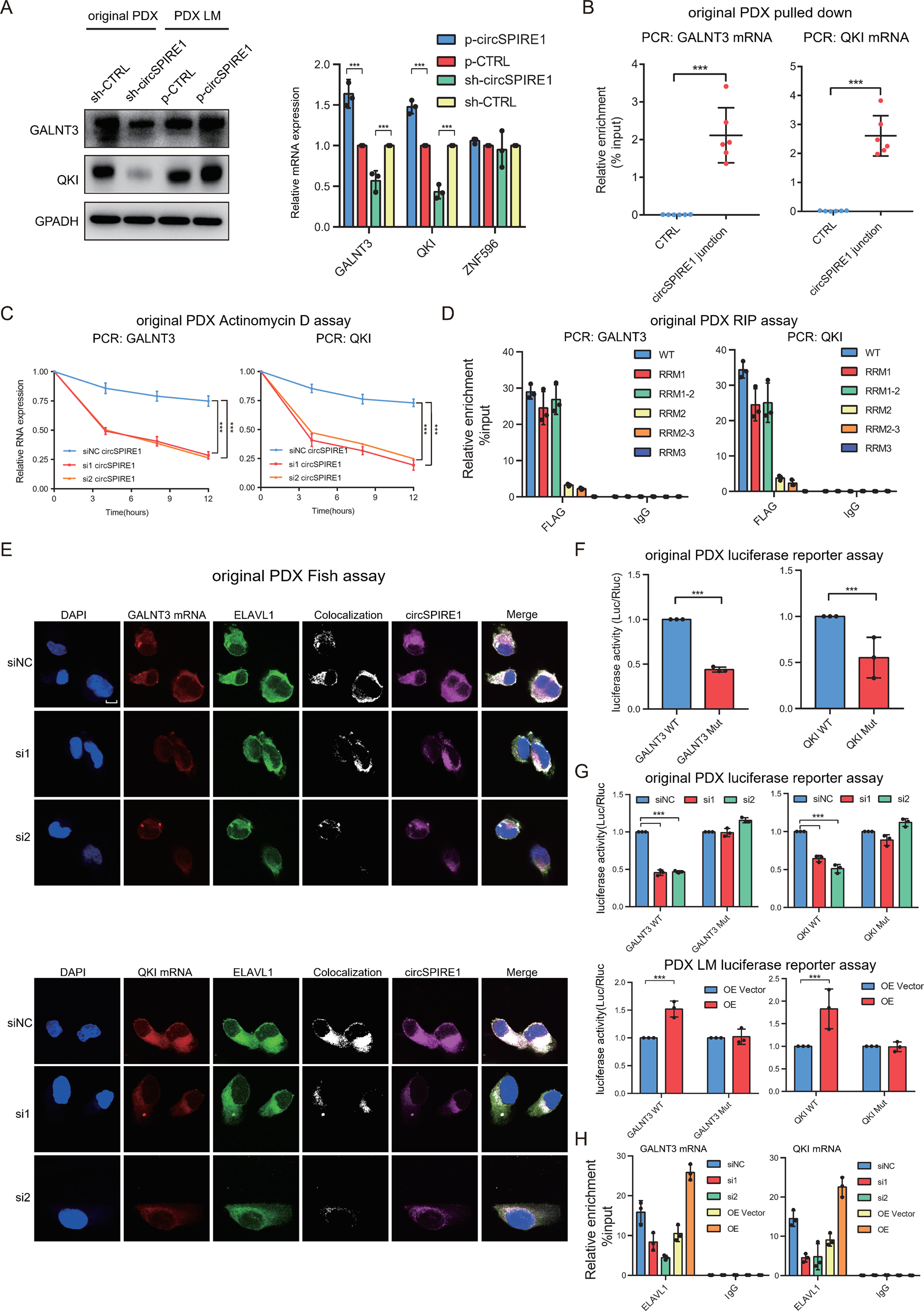 Fig. 4: CircSPIRE1/ELAVL1/mRNA ternary complex stabilizes GALNT3 and QKI mRNA.