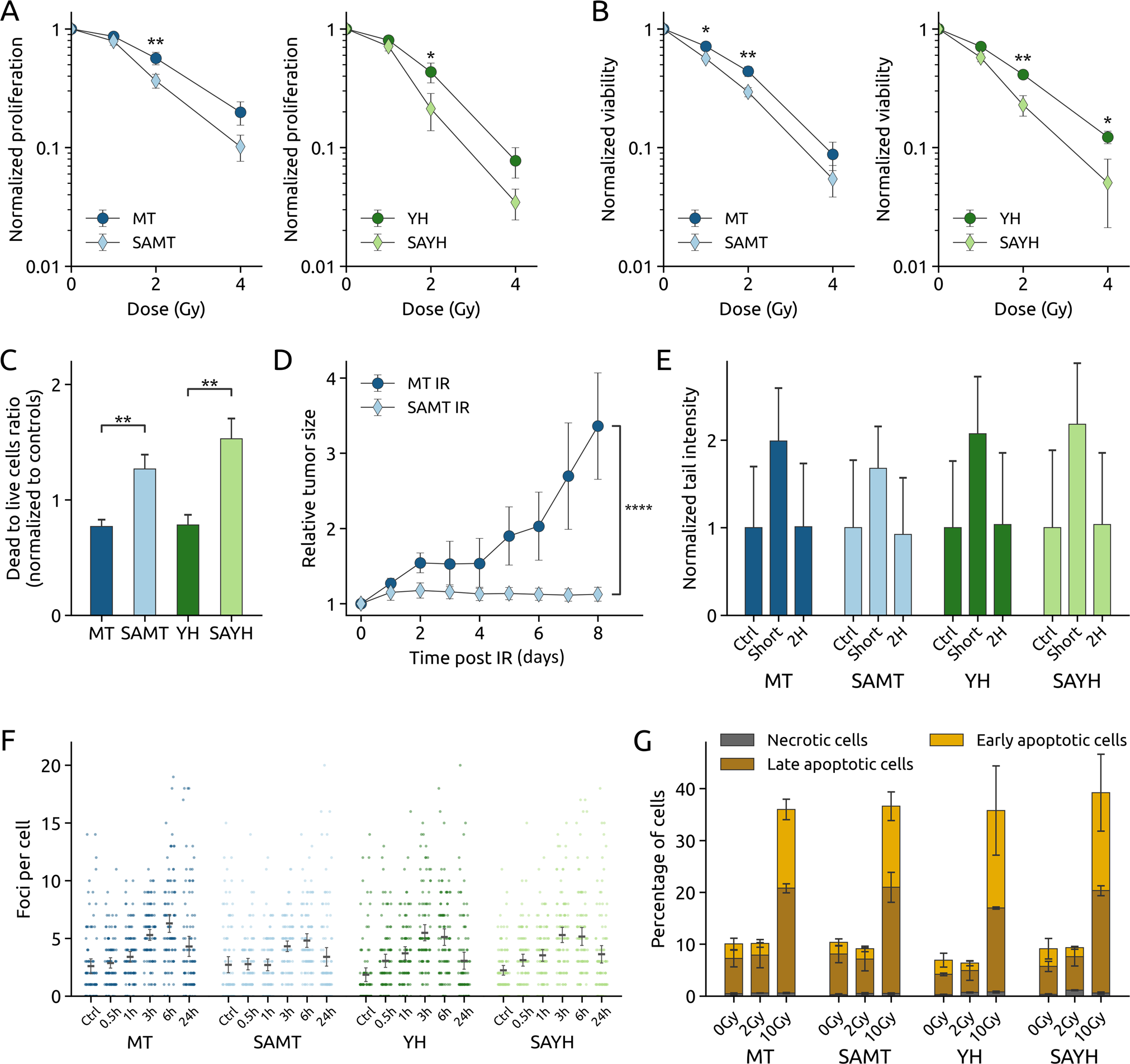 Fig. 3: The MET S1016A mutation radiosensitizes cells in vitro and in vivo.