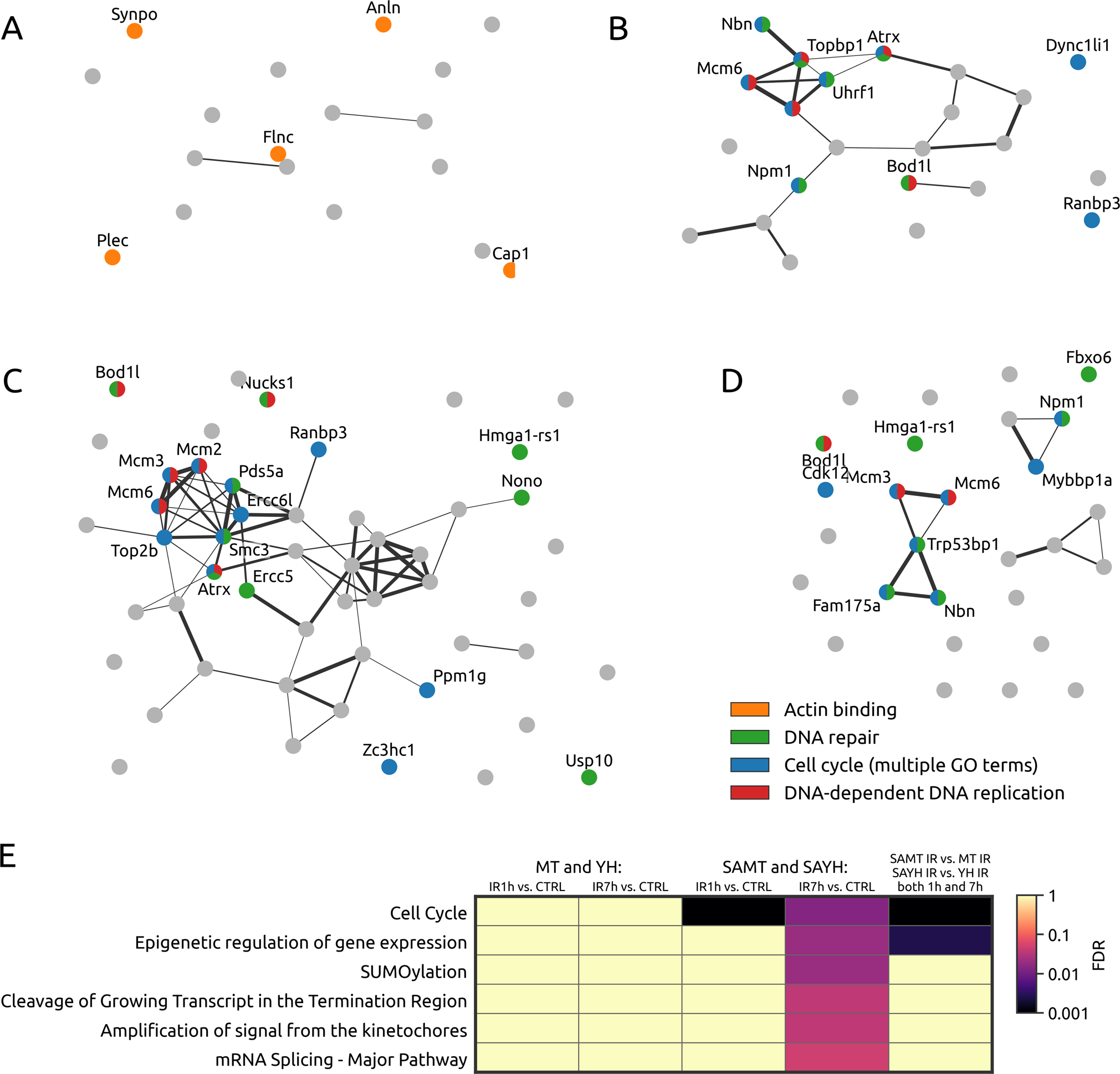 Fig. 4: Global phosphoproteomic analysis of the MT/YH and SAMT/SAYH cells: interactions of proteins corresponding to the differentially expressed peptides and their enrichments.