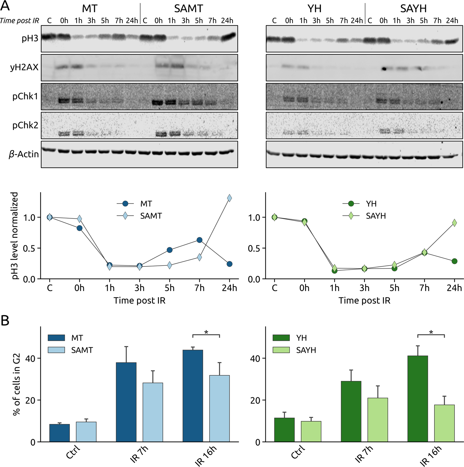 Fig. 5: The SA mutation affects the cell cycle response to irradiation.