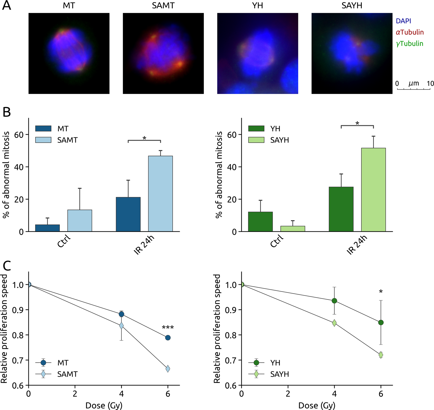 Fig. 6: The SA mutation leads to an increase of abnormal mitoses after IR, resulting in slower proliferation.