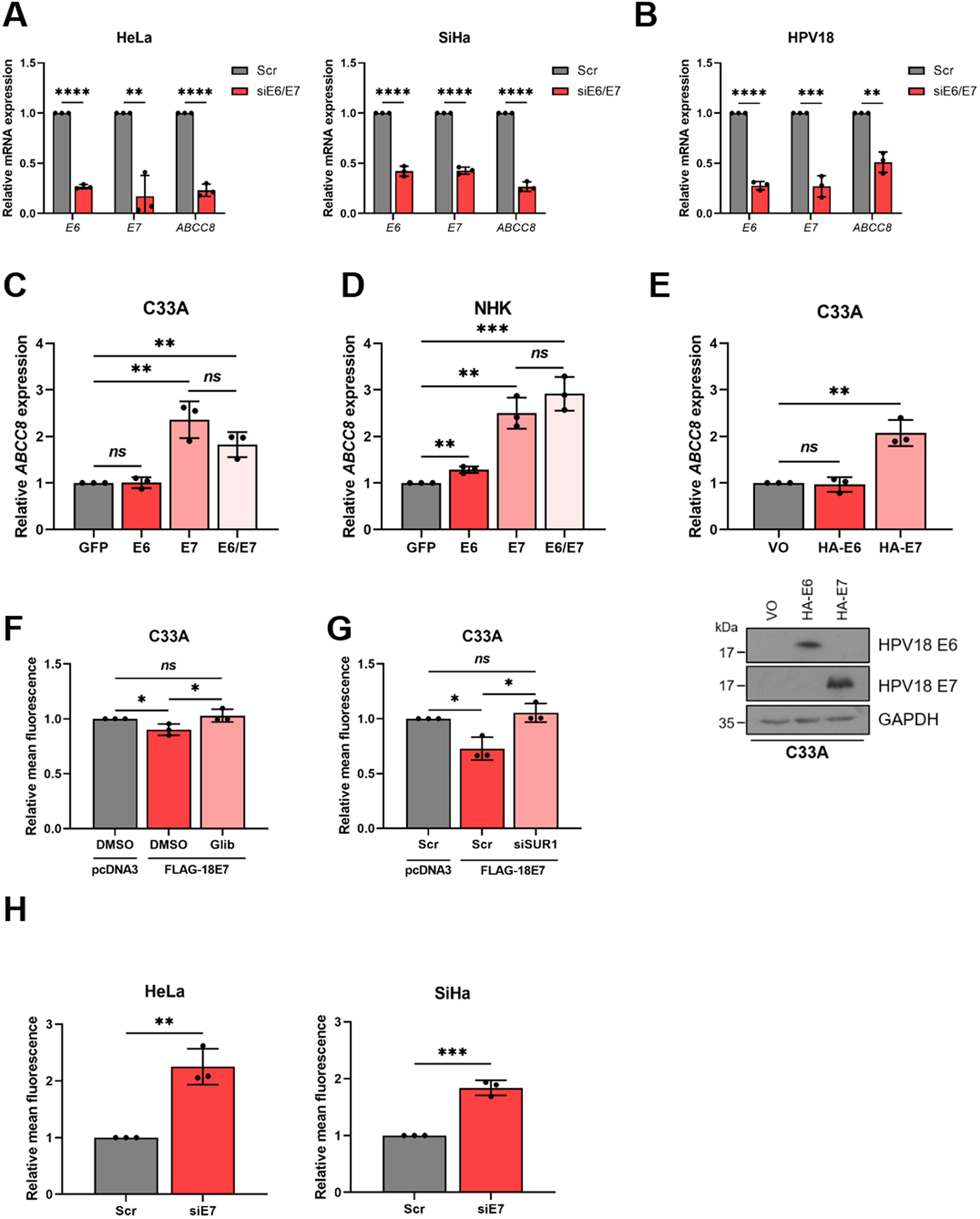 Fig. 4: The E7 oncoprotein is responsible for the increase in SUR1 expression.