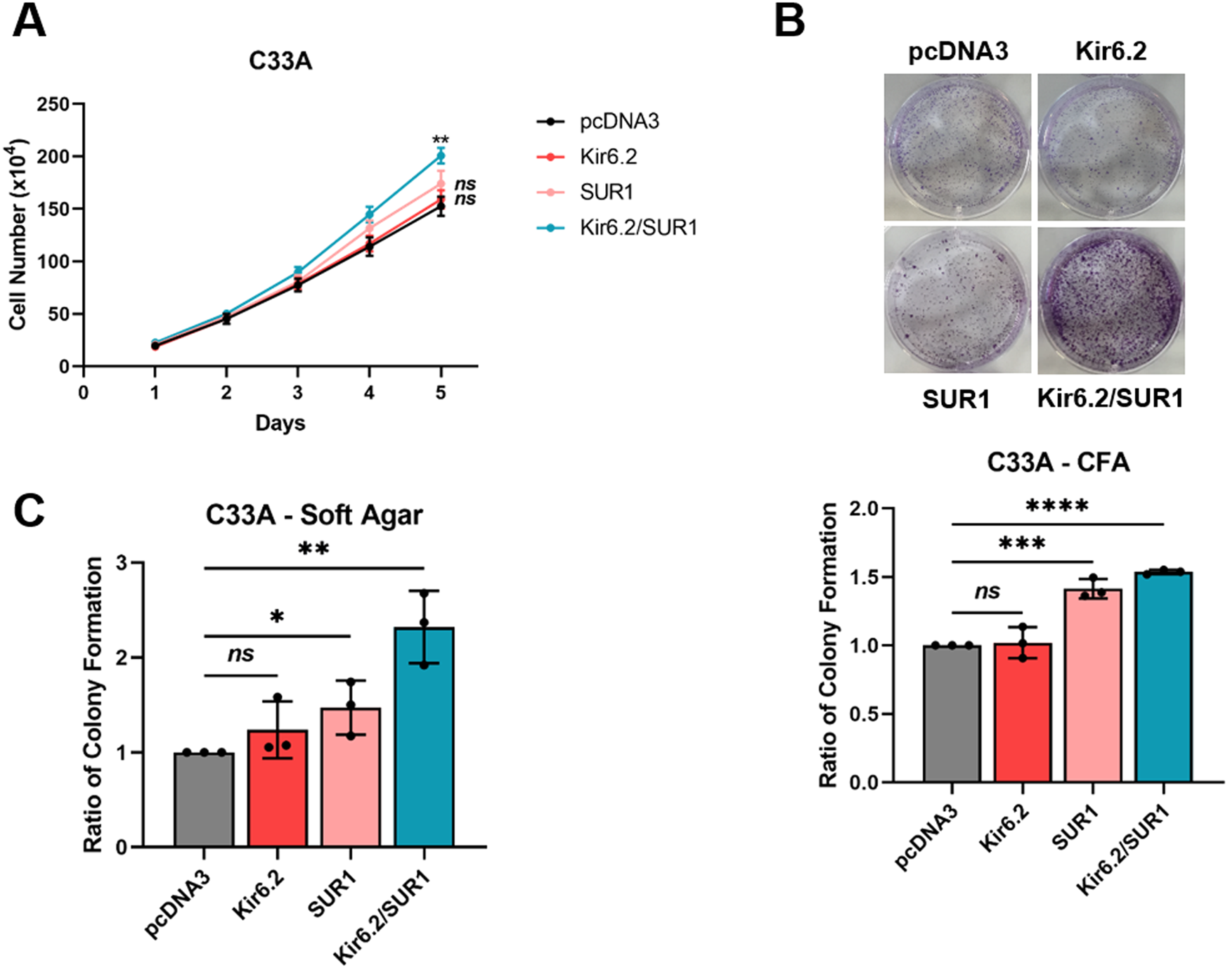 Fig. 6: KATP channel overexpression is sufficient to stimulate proliferation in the absence of HPV.