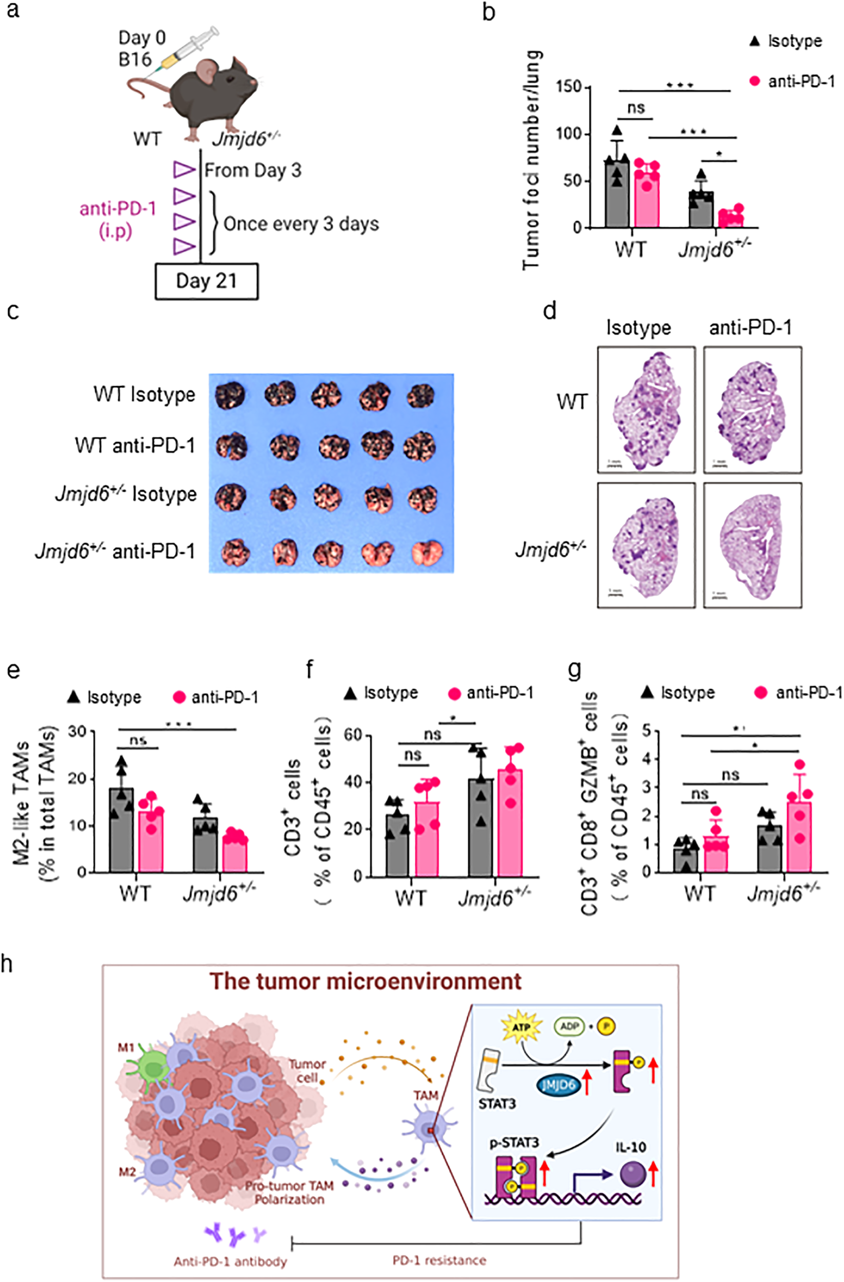 Fig. 7: JMJD6 knockdown enhances PD-1-sensitivity in mice.