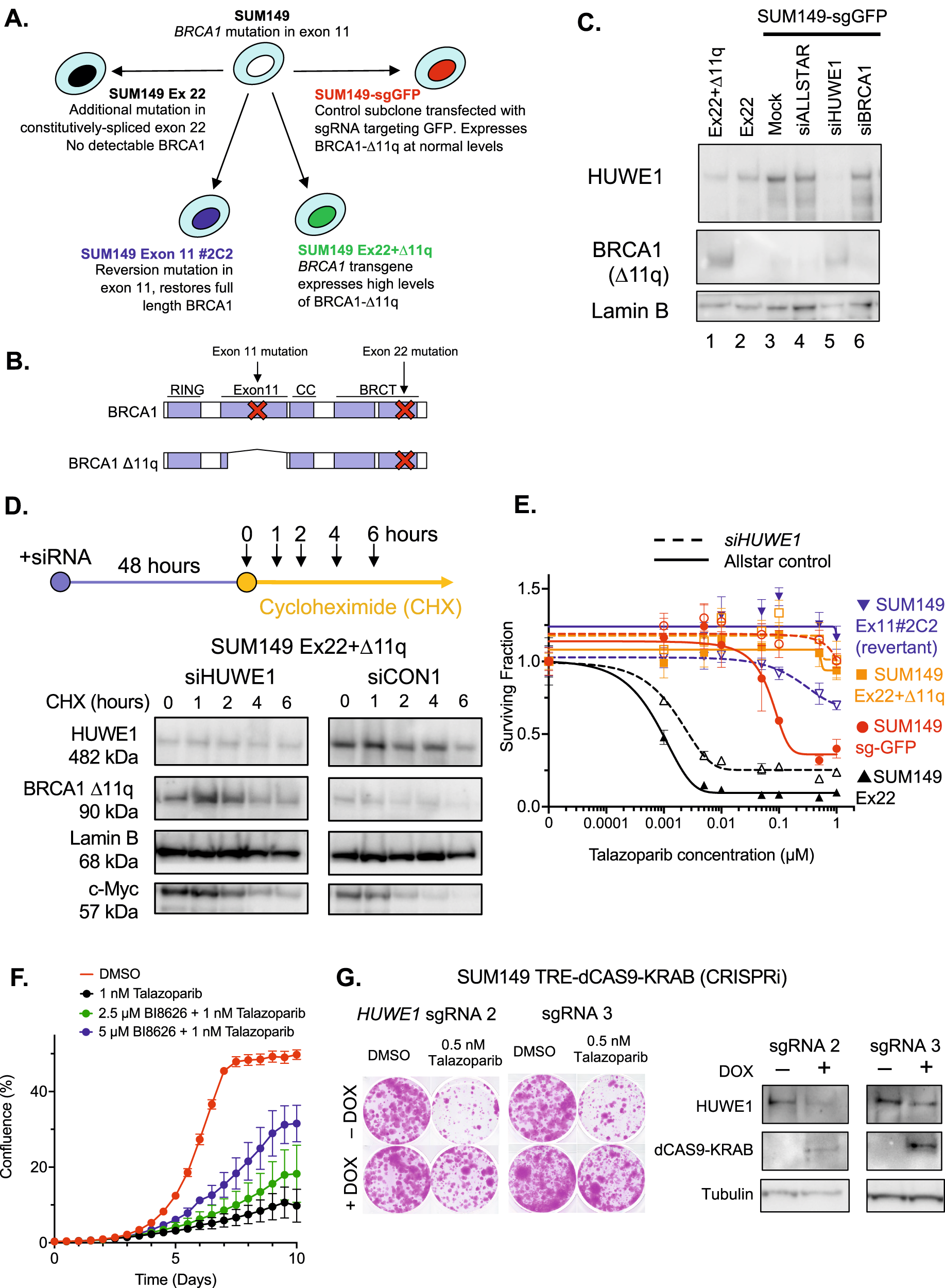 Fig. 1: HUWE1 is required for BRCA1-∆11q stability and PARPi sensitivity.