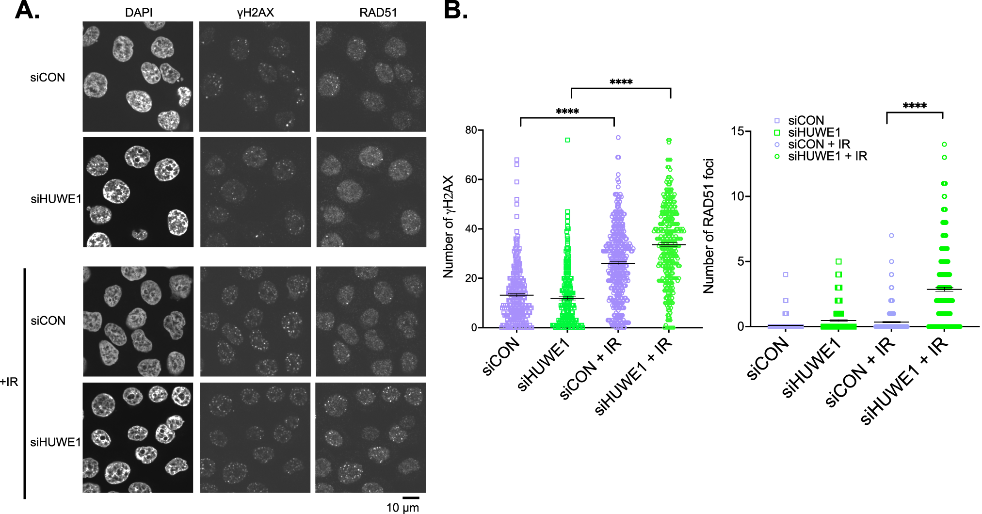 Fig. 3: HUWE1 silencing partially rescues HR capacity in BRCA1-∆11q expressing cells.