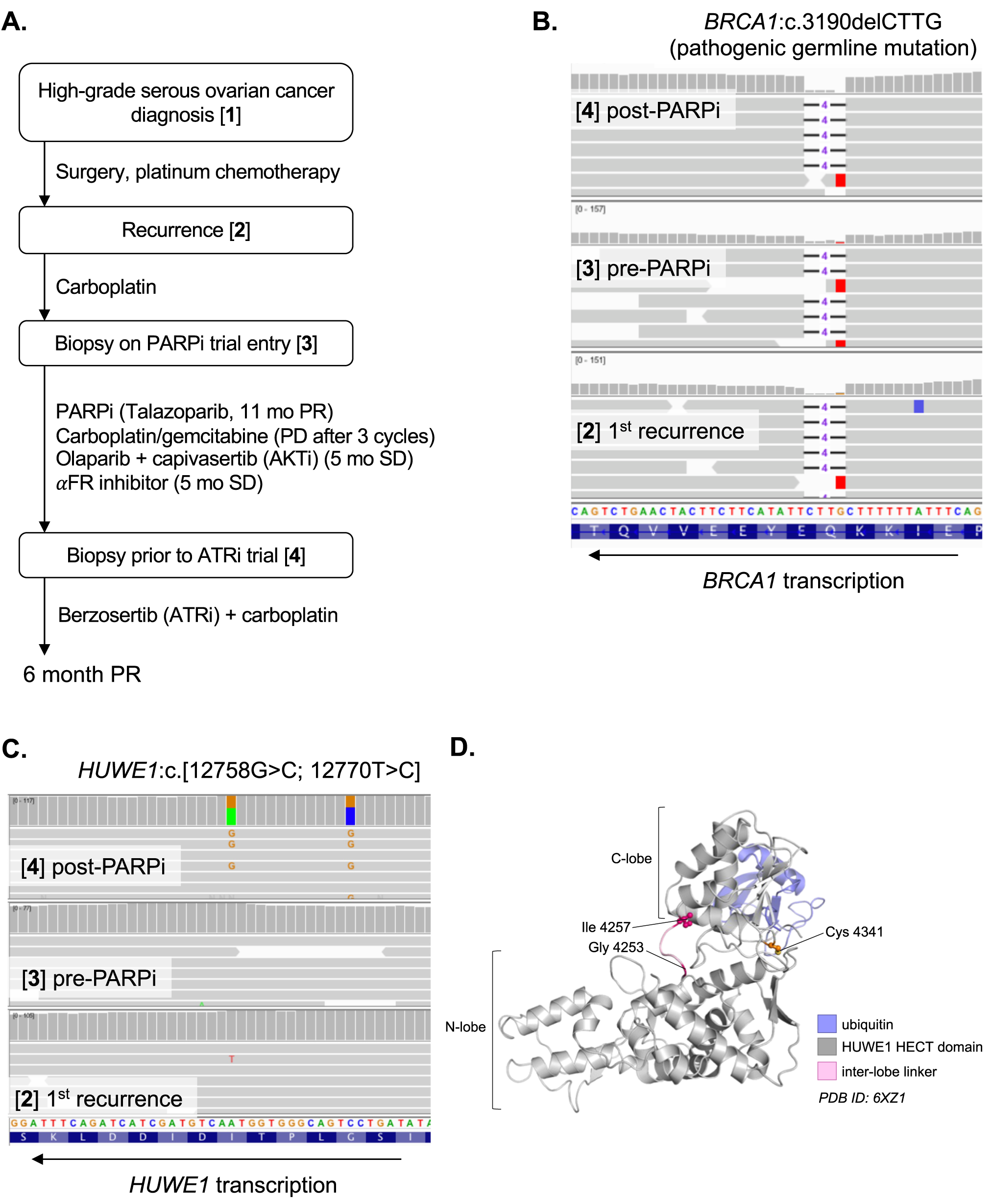 Fig. 4: Development of PARPi-refractory disease in a patient with HUWE1 mutations.