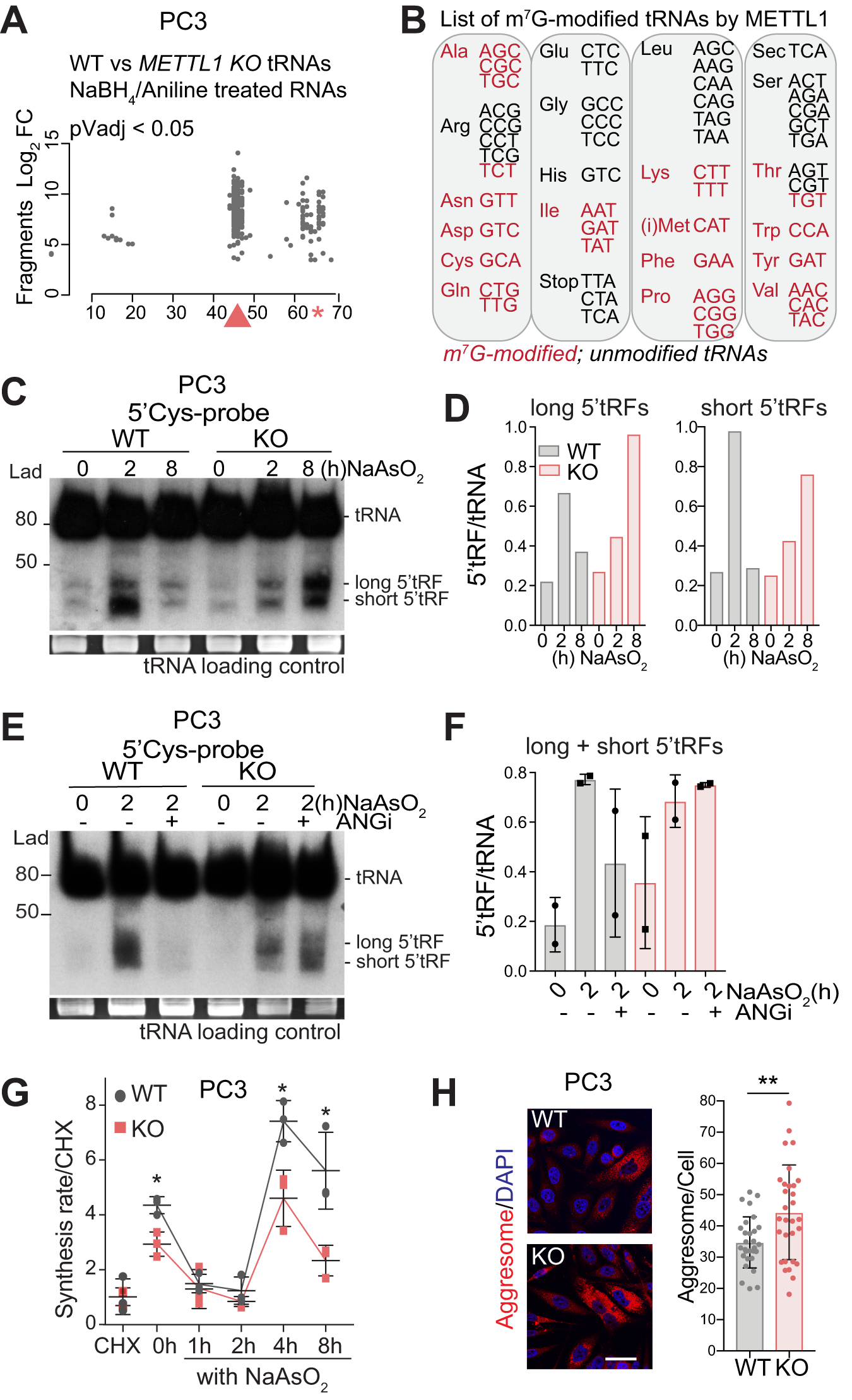 Fig. 1: METTL1-mediated methylation protects tRNAs from stress-induced cleavage.