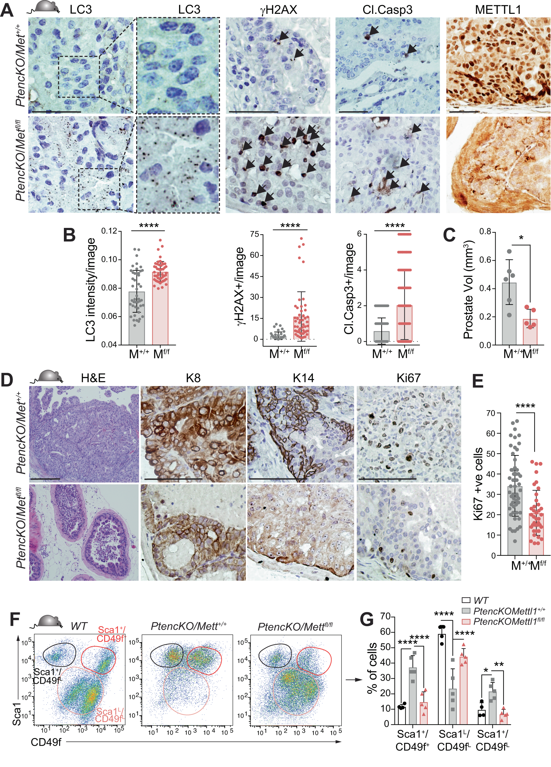 Fig. 6: Mettl1 inhibition disrupts autophagy and decreases viability in PCa cells in vivo.