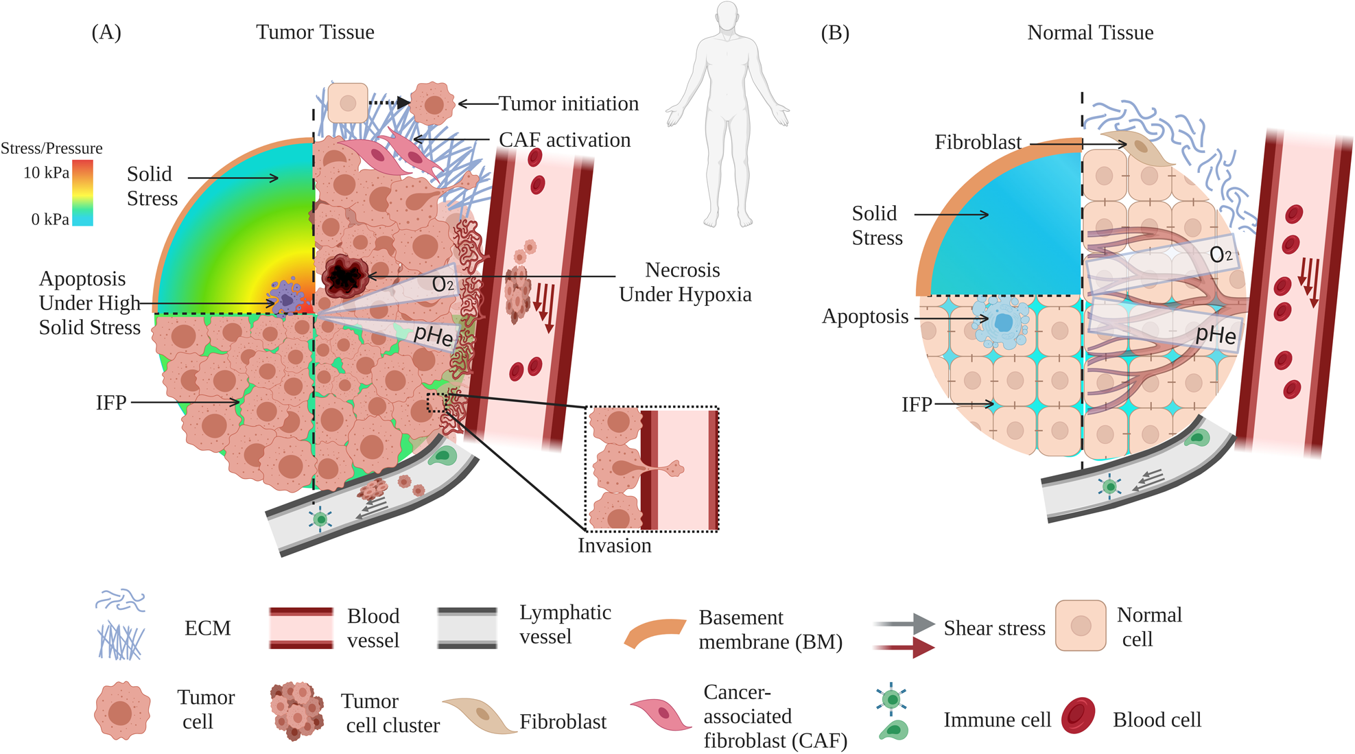 A) Different acceptor blocks can be used for the generation of tissue