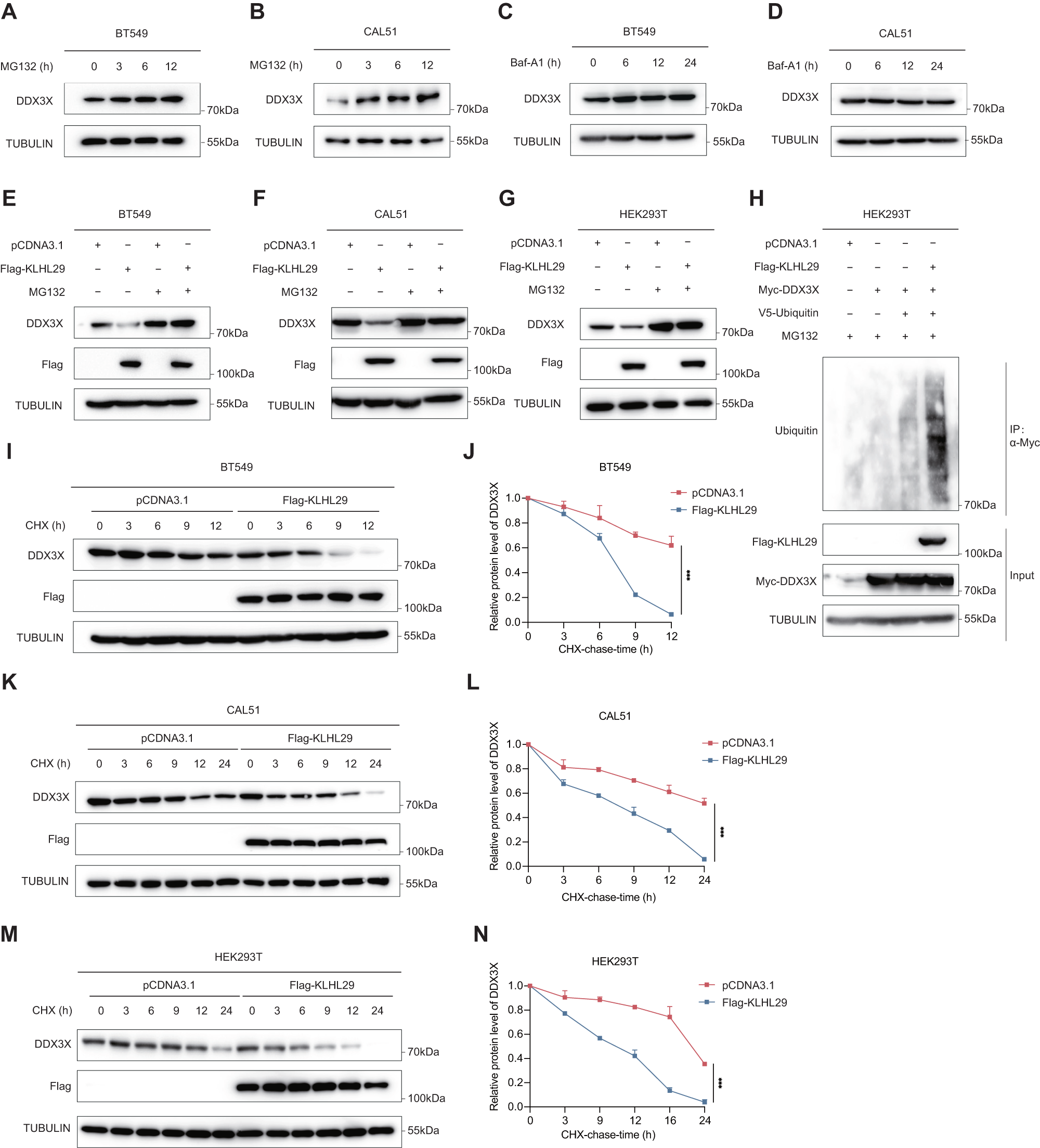 Fig. 5: KLHL29 promotes the ubiquitin-proteasome degradation of DDX3X.