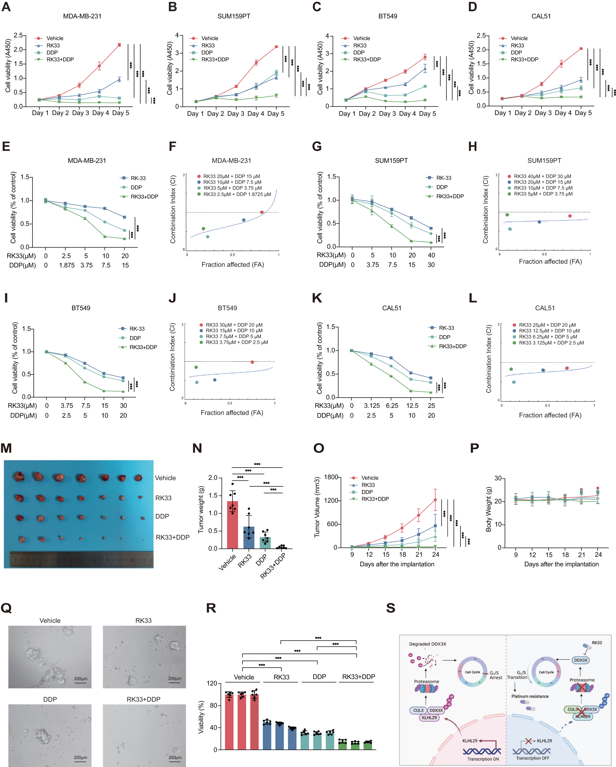Fig. 8: The combination of DDX3X inhibitor RK33 with cisplatin suppresses TNBC progression in vitro and in vivo.