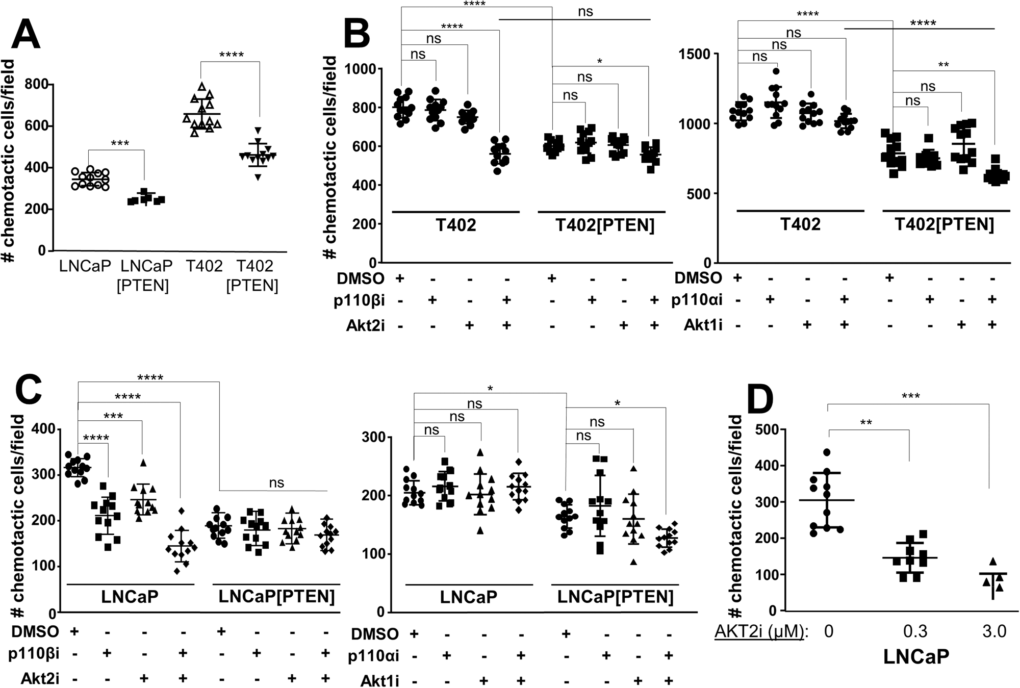 Fig. 4: PTEN controls chemotaxis through PI3K-p110 and AKT isoforms.